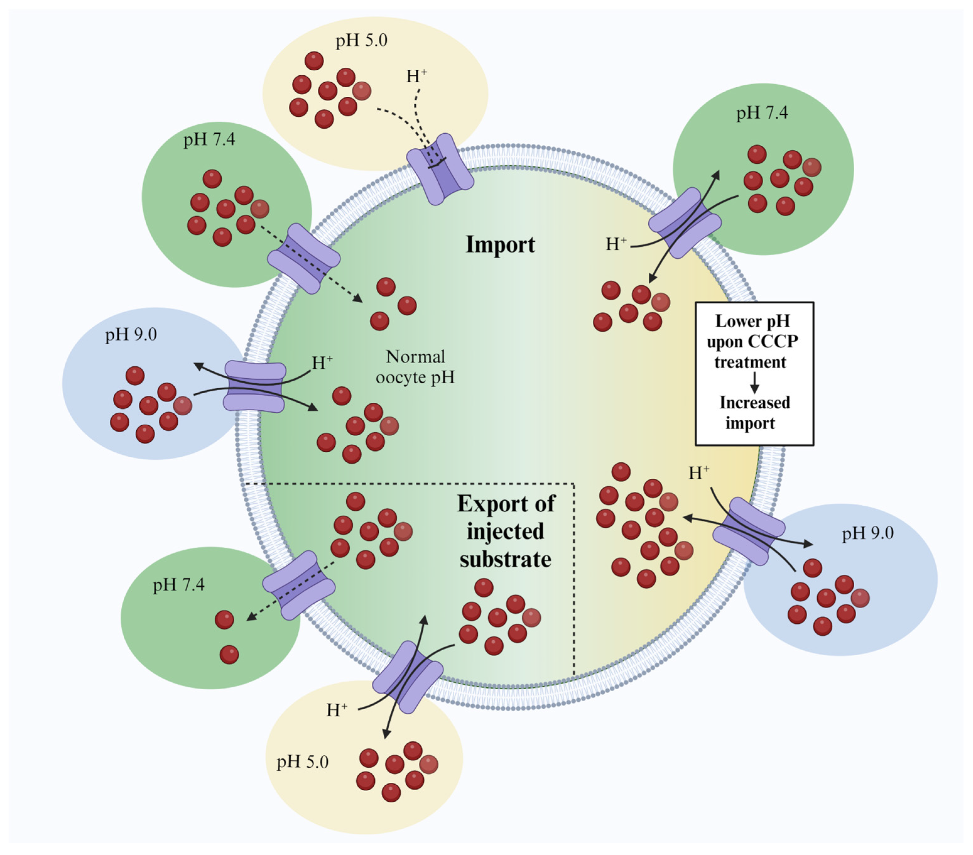 Membranes 14 00039 g004