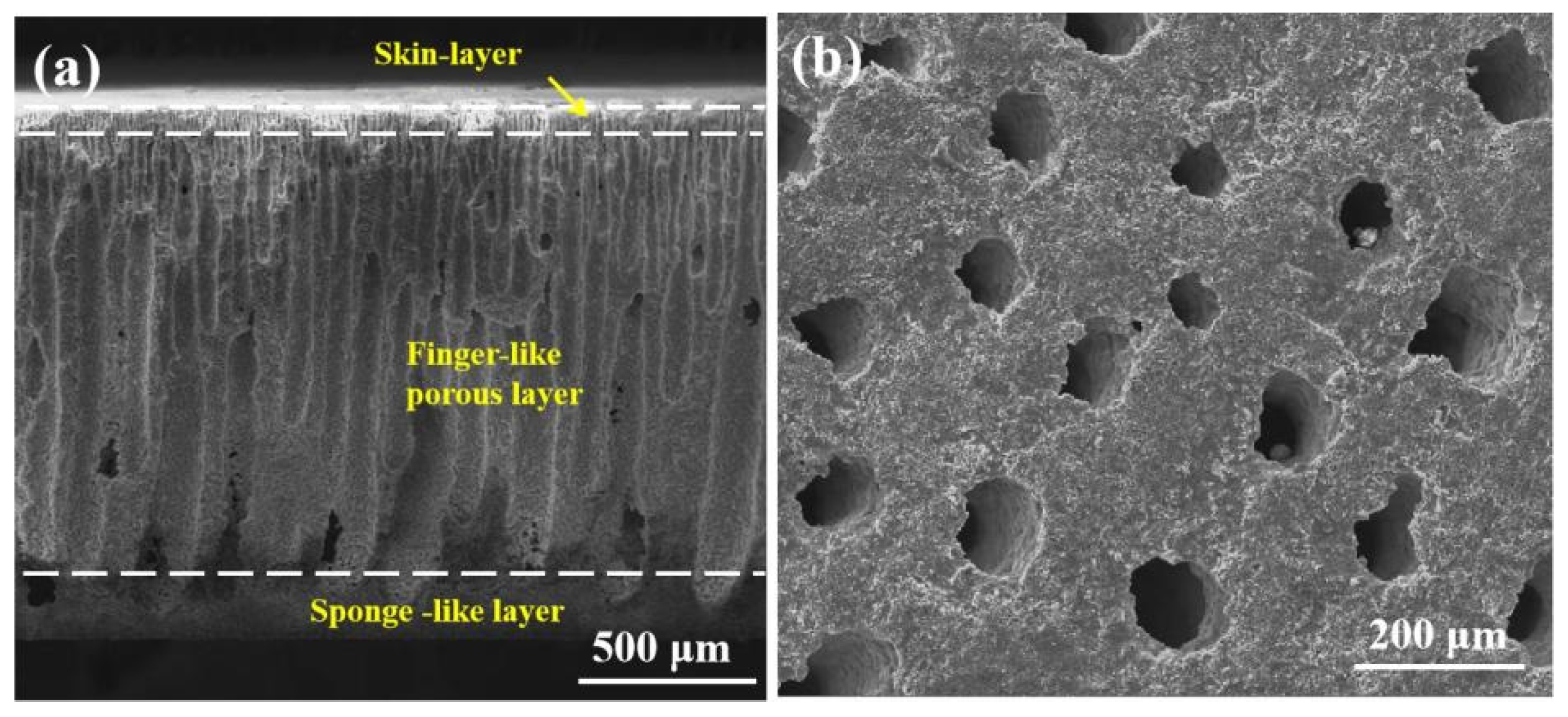 Membranes 14 00044 g001