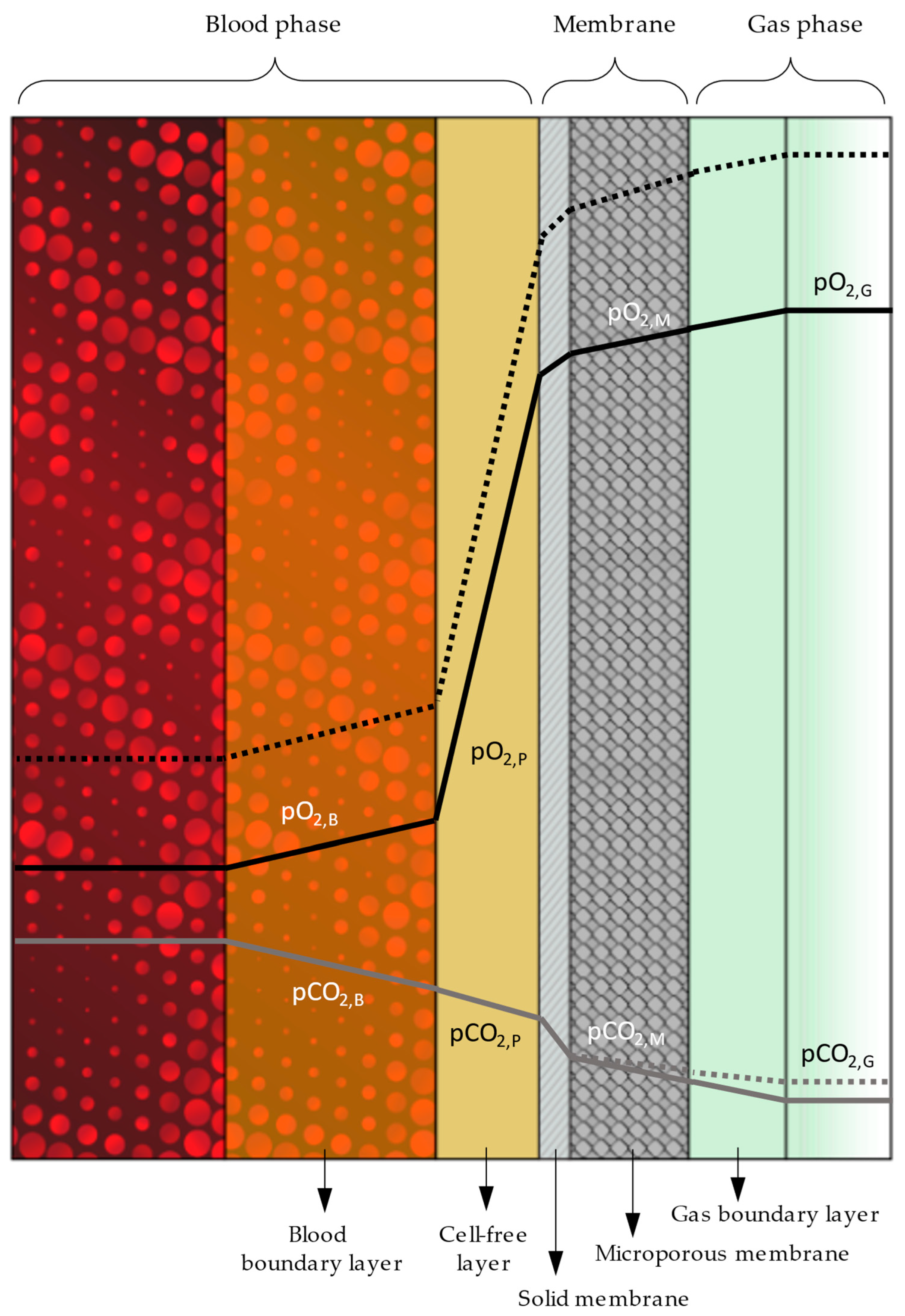Membranes 14 00068 g001