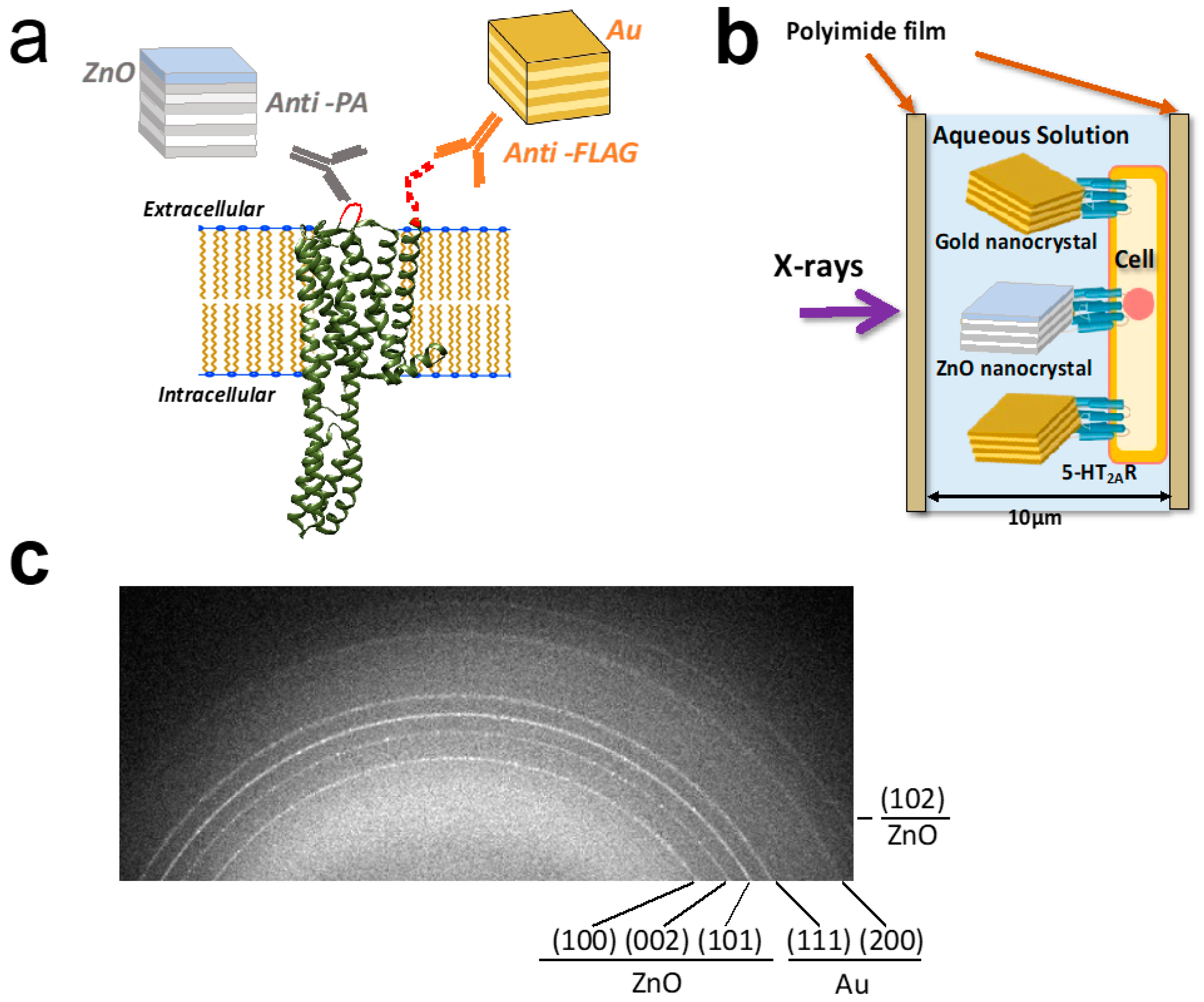 Membranes 14 00075 g002