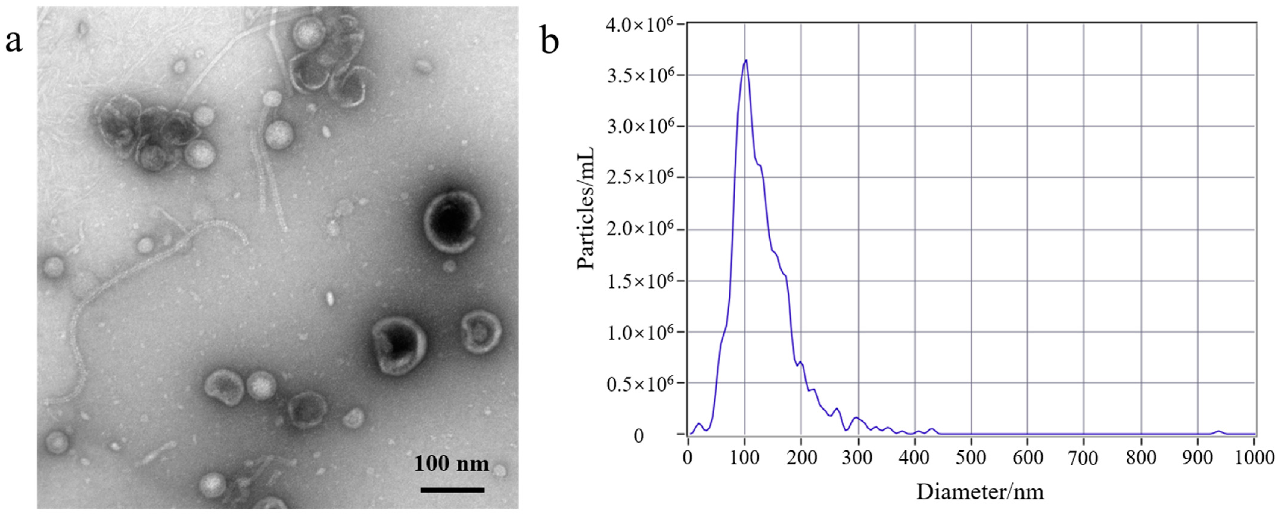 Membranes 14 00135 g001a