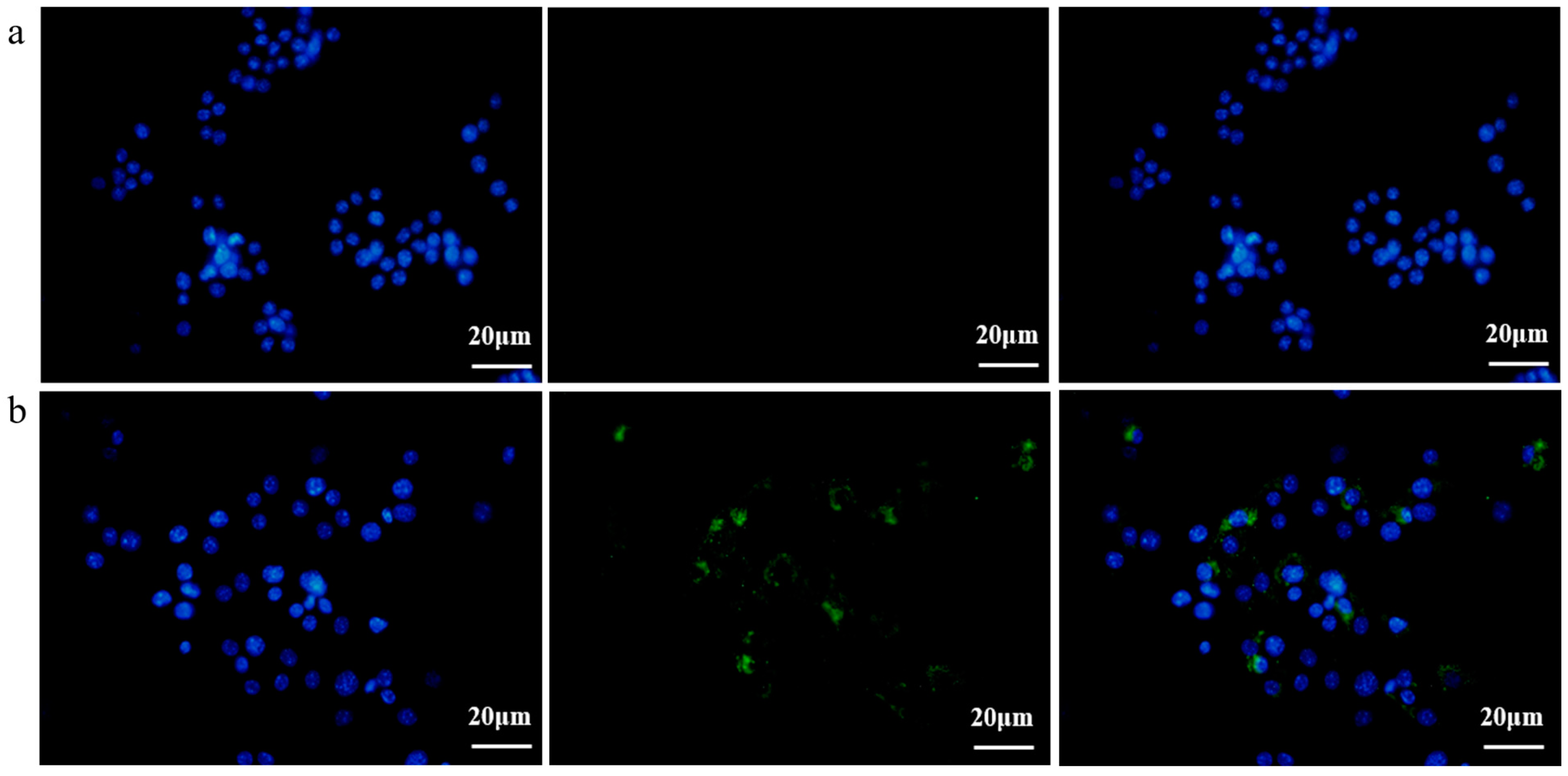 Membranes 14 00135 g003