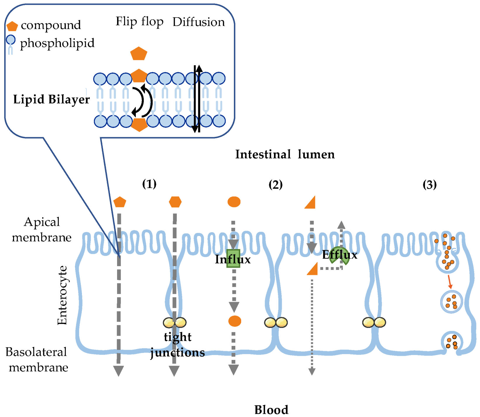 Membranes 14 00157 g001