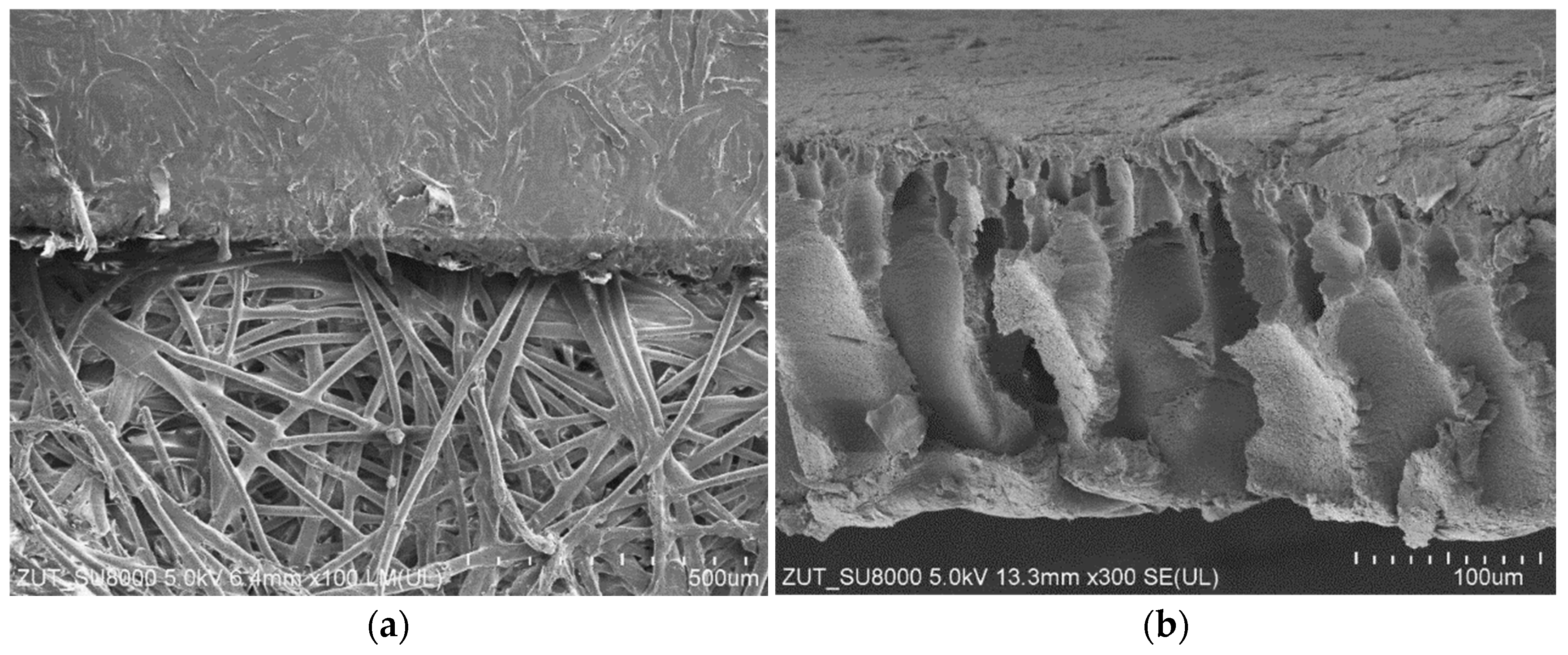 Membranes 14 00210 g002