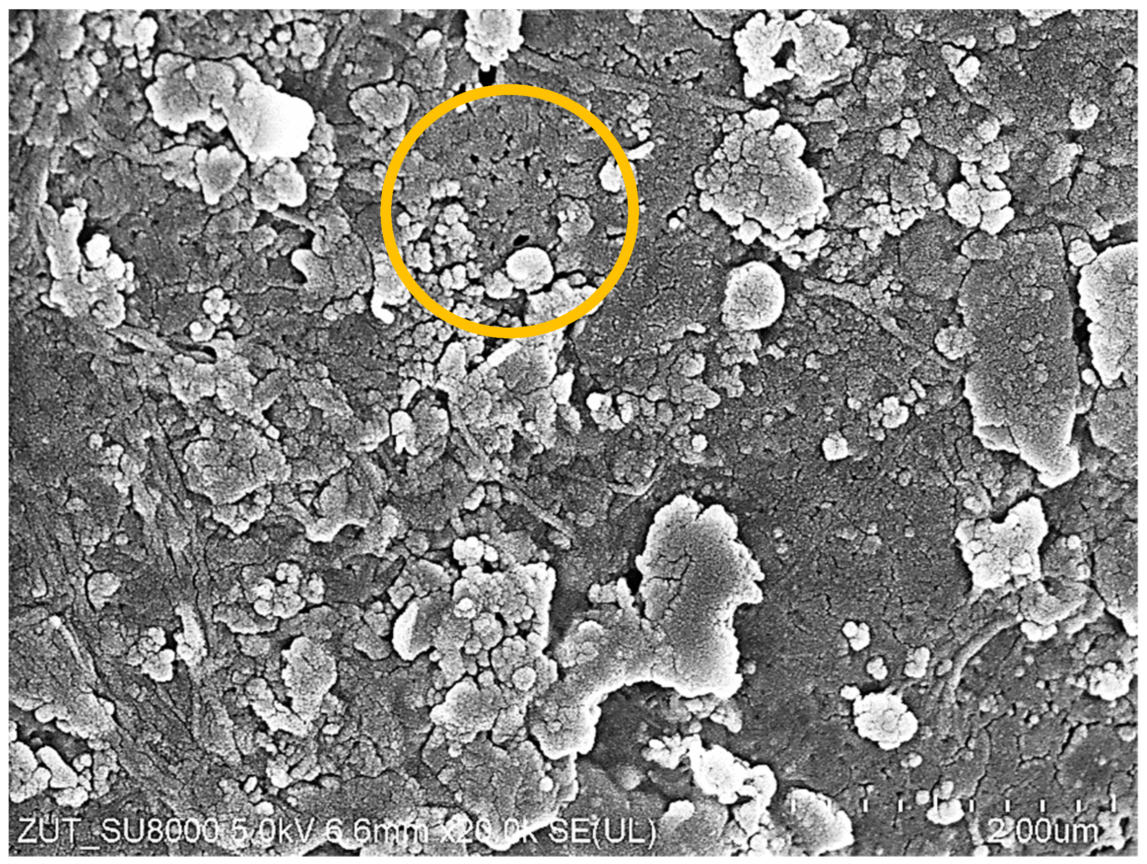 Membranes 14 00210 g010