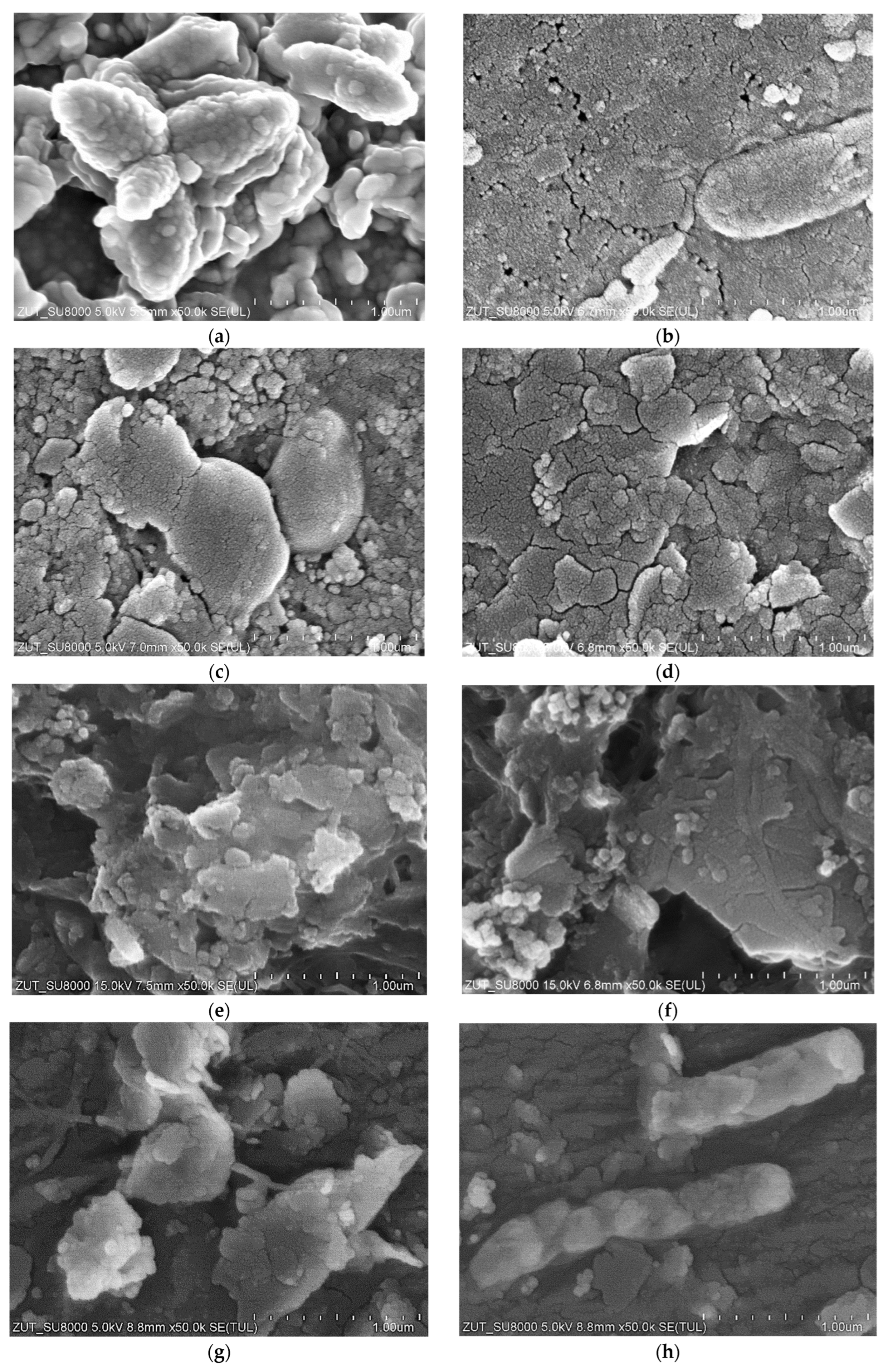 Membranes 14 00210 g016