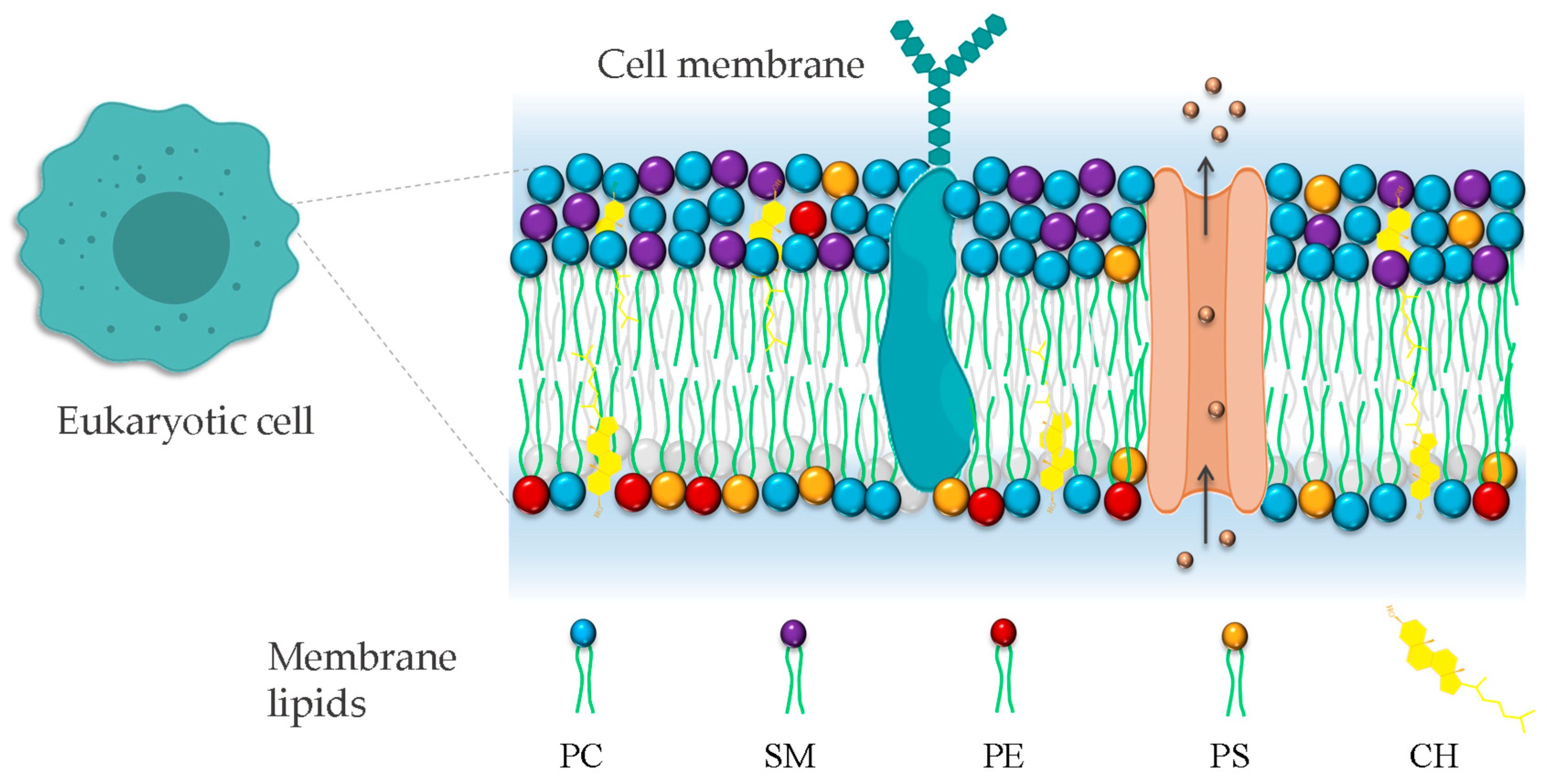 Membranes 14 00220 g002