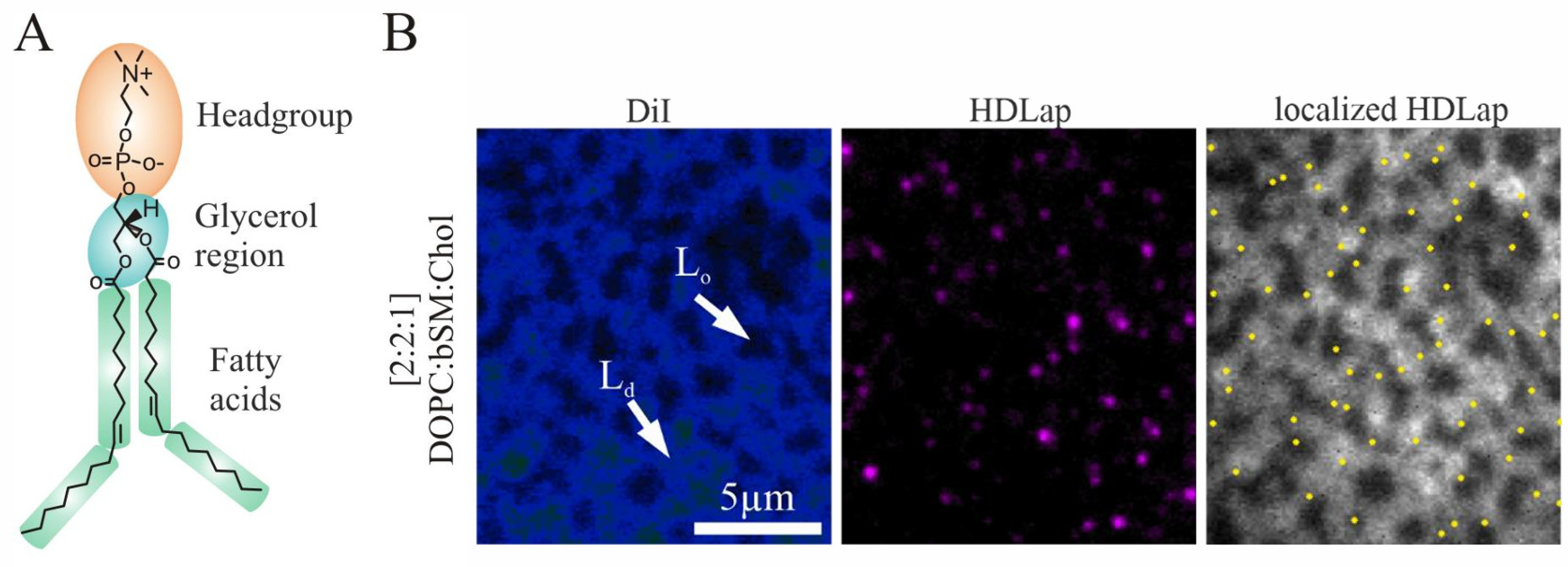 Membranes 14 00261 g001