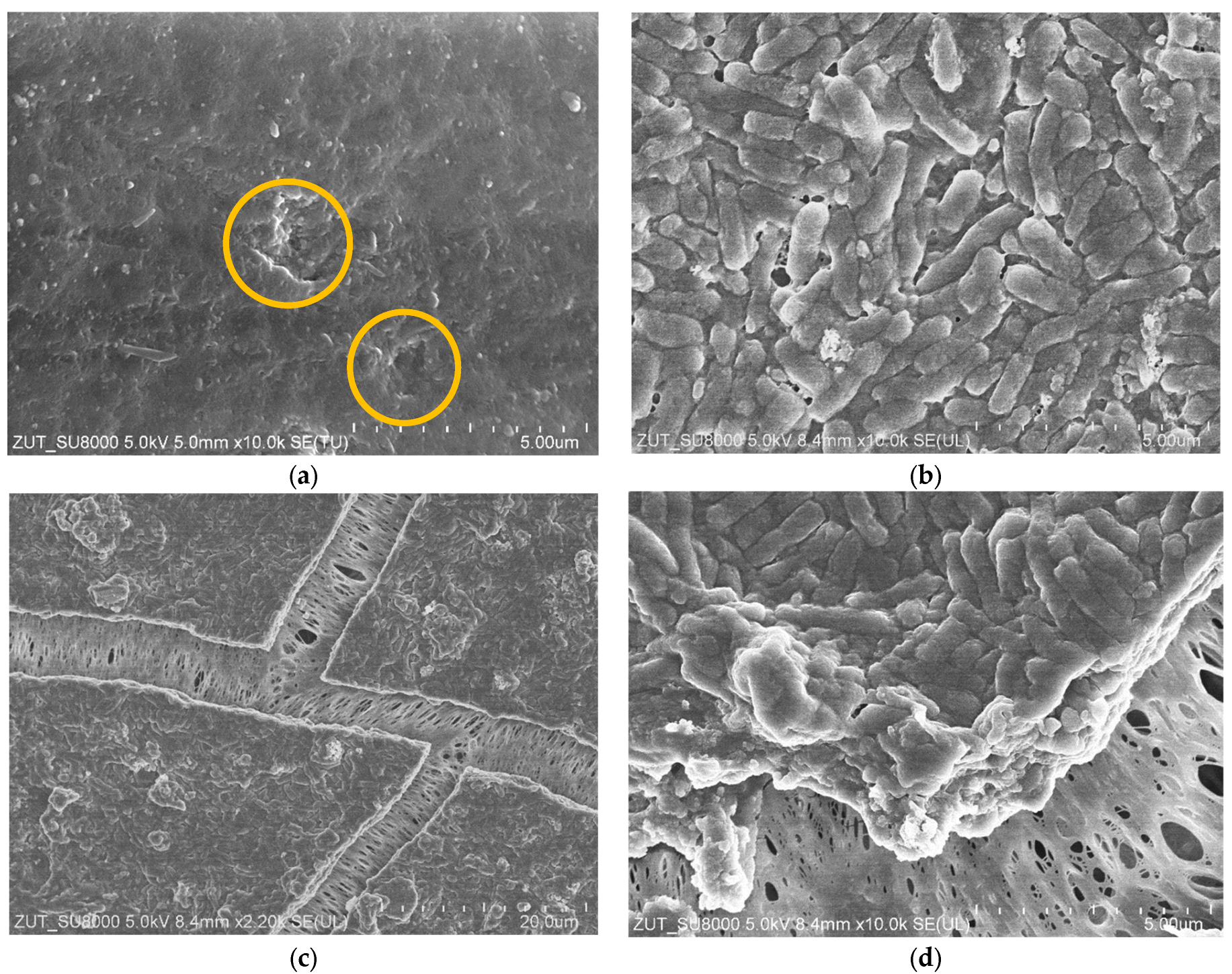 Membranes 15 00066 g007
