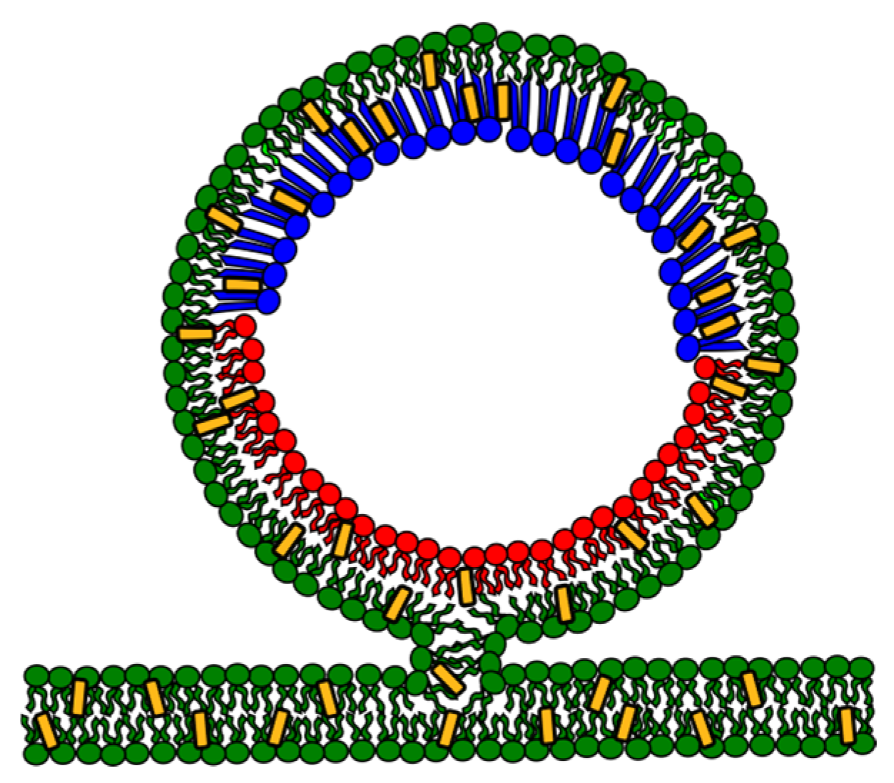 Membranes 15 00079 g010