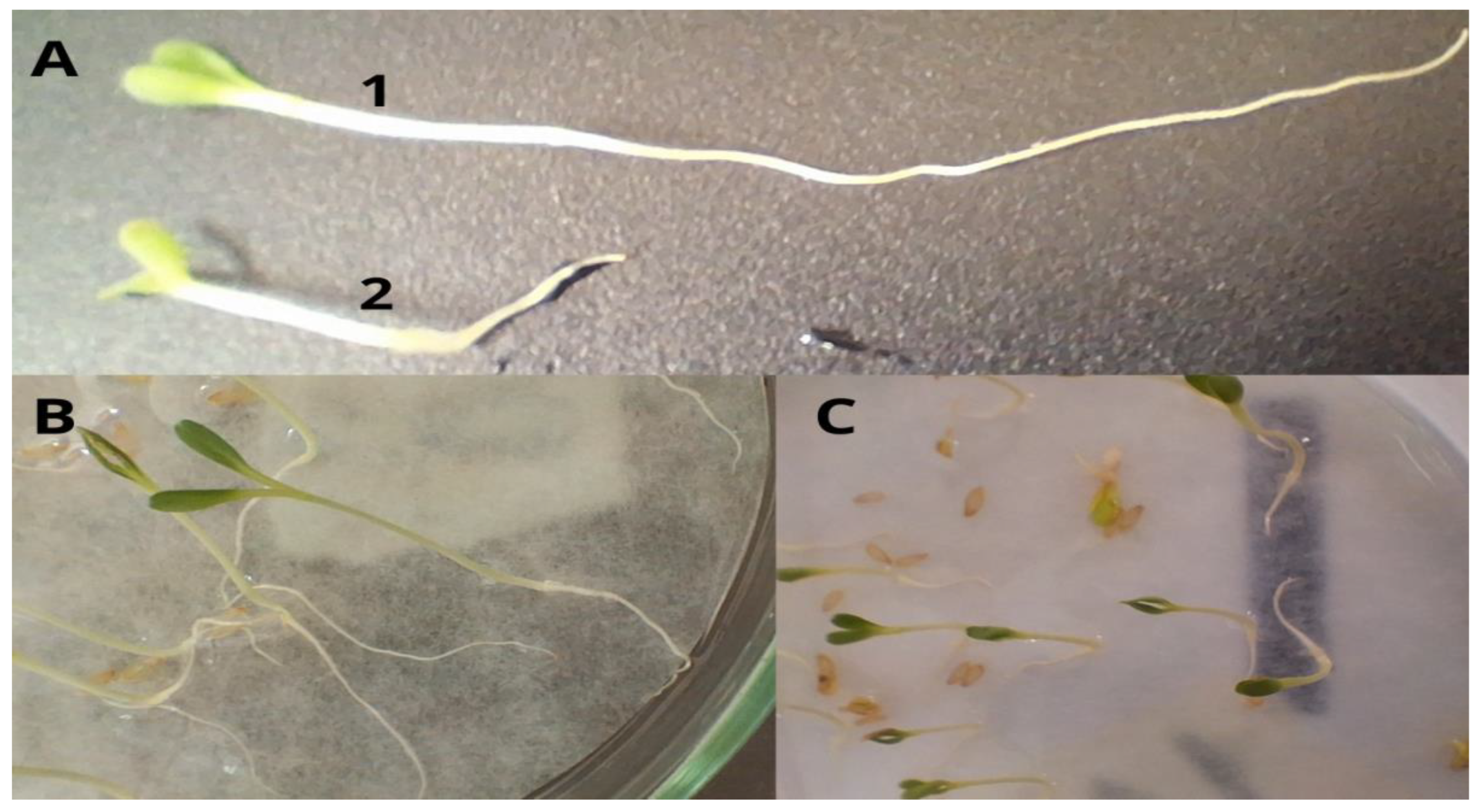 Membranes 15 00127 g007