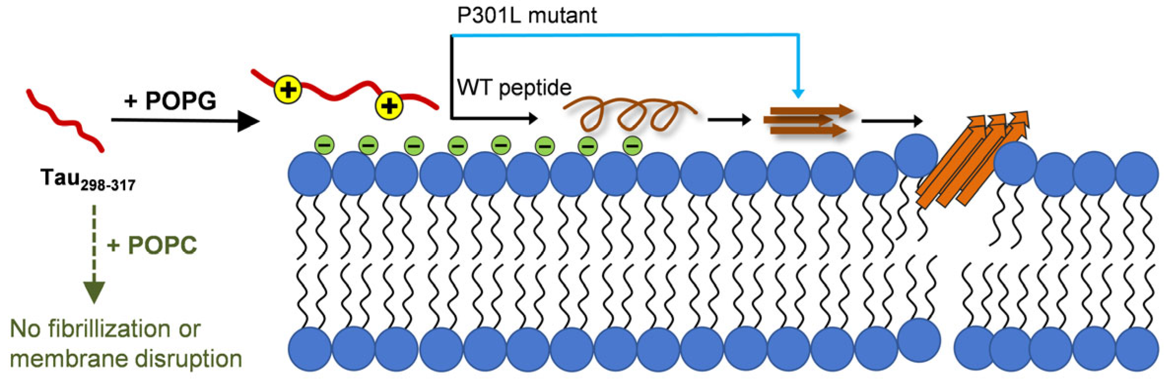 Membranes 15 00208 g007
