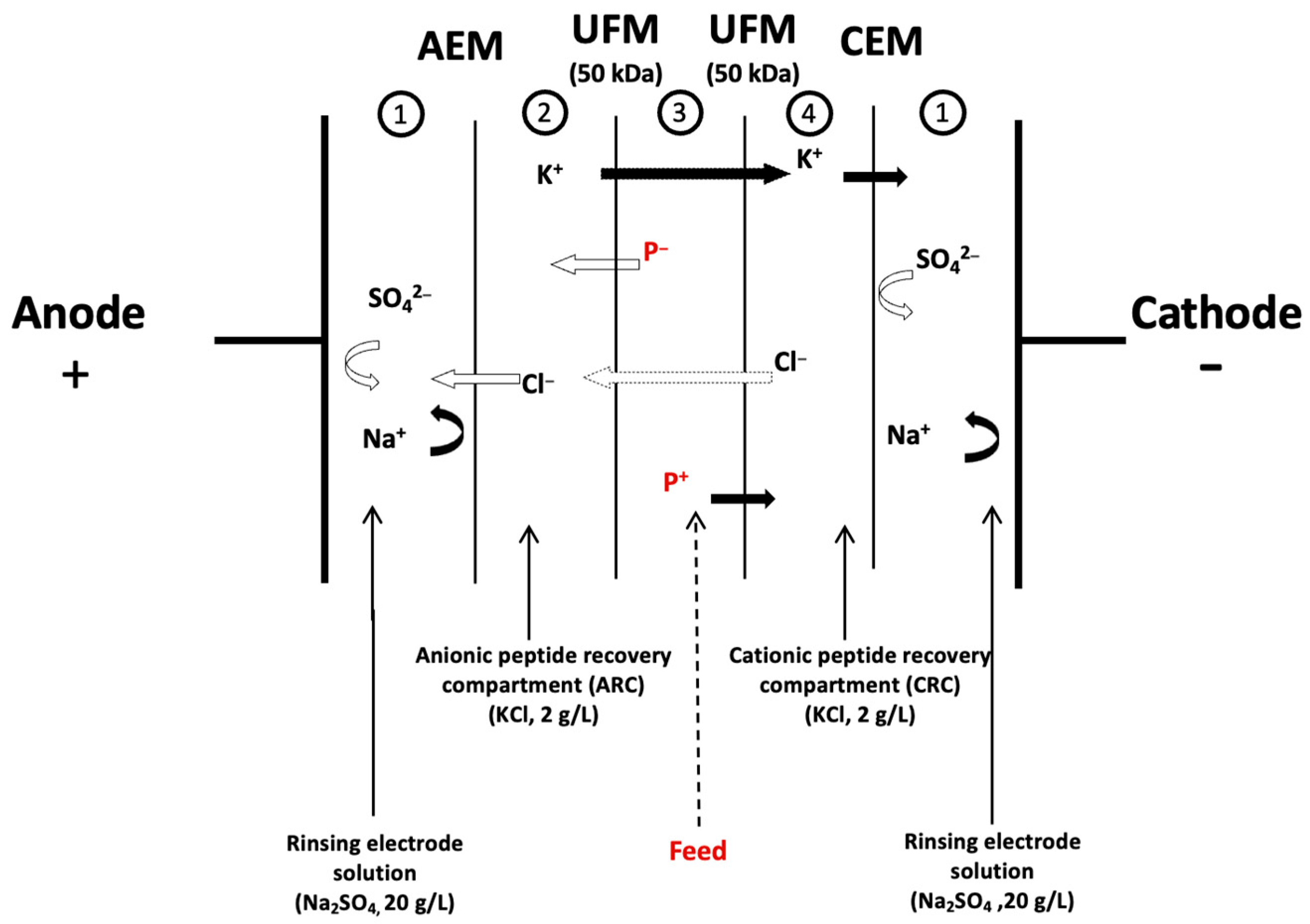 Membranes 15 00238 g001