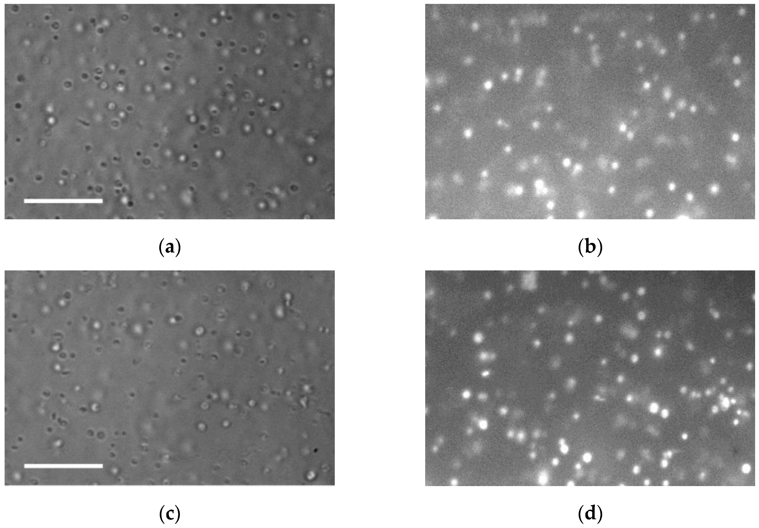 Membranes 15 00302 g003