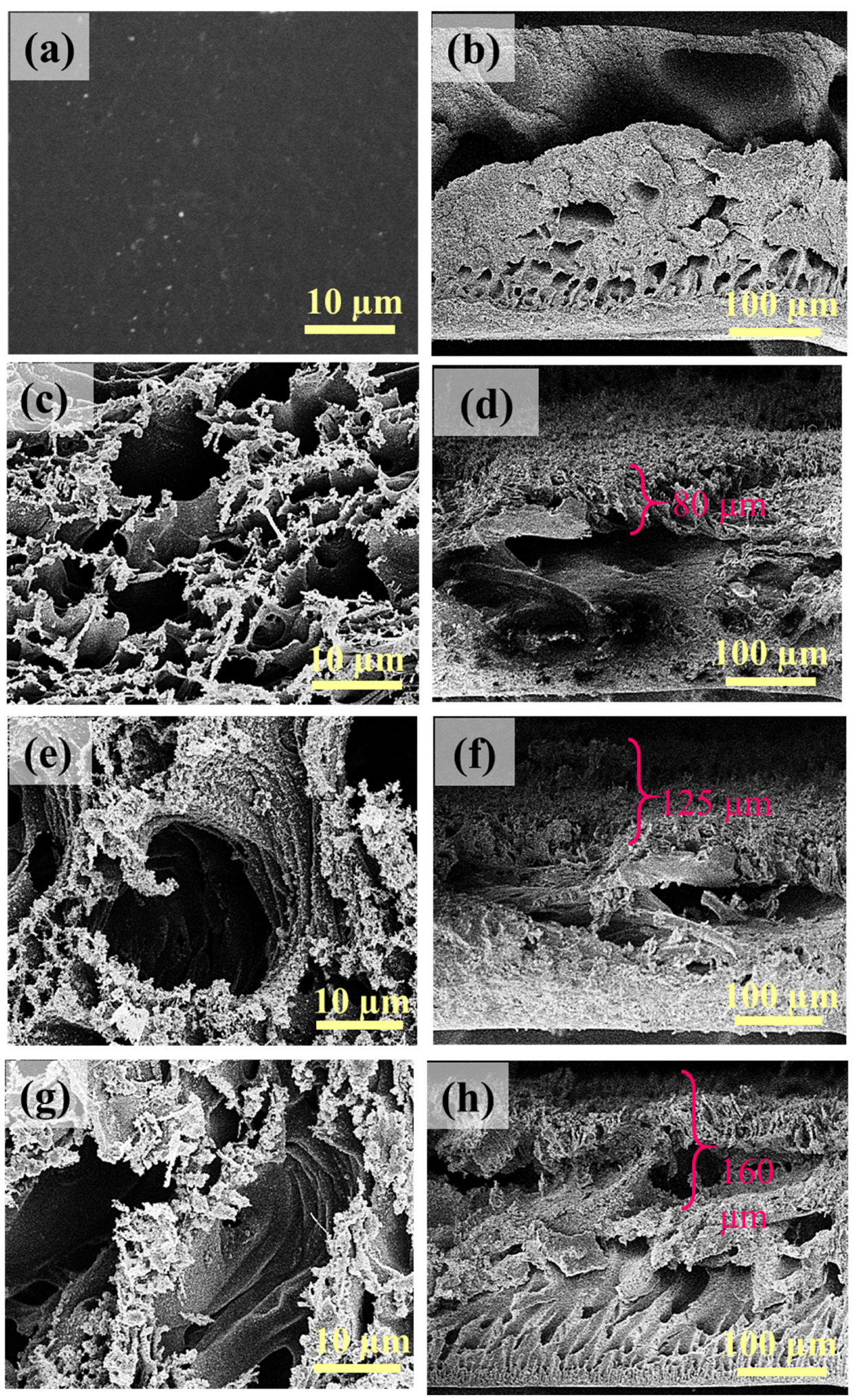 Membranes 16 00021 g002