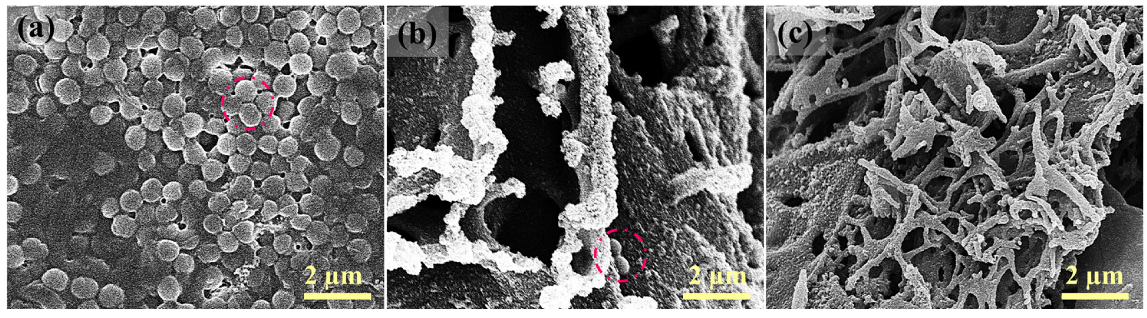 Membranes 16 00021 g010