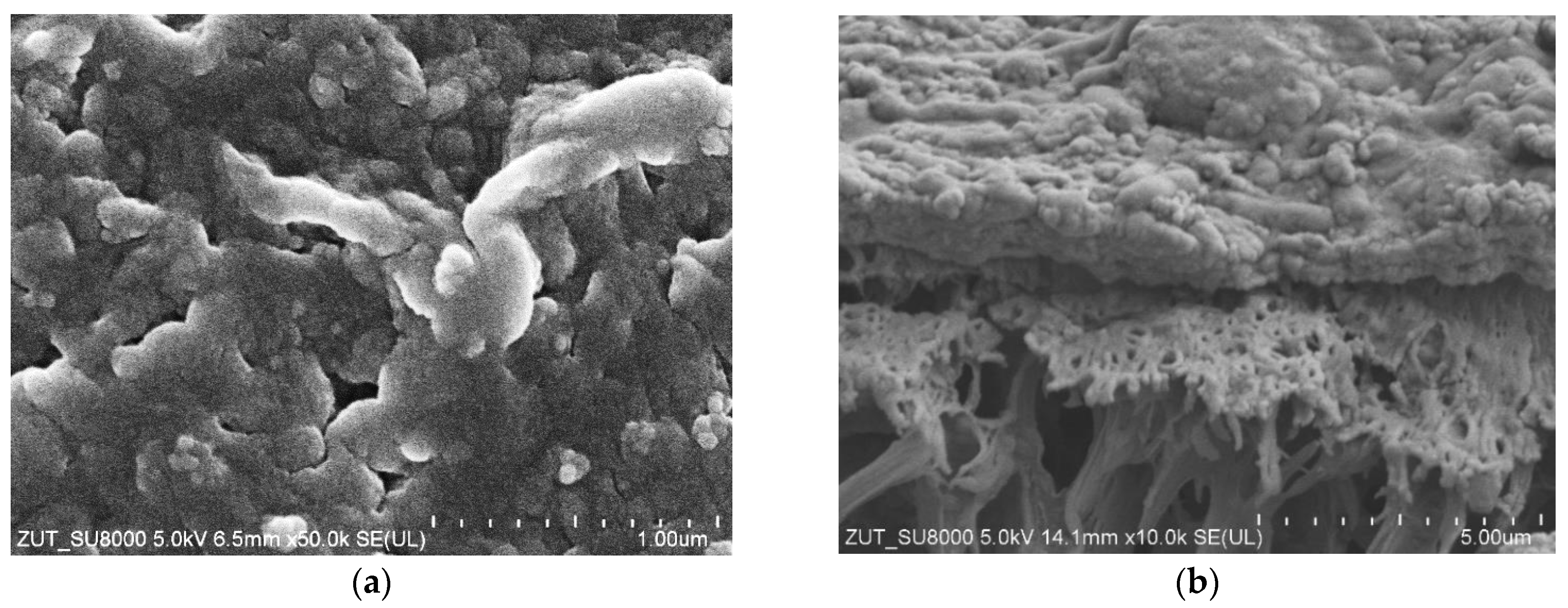 Membranes 16 00138 g004 Membranes 16 00138 g004