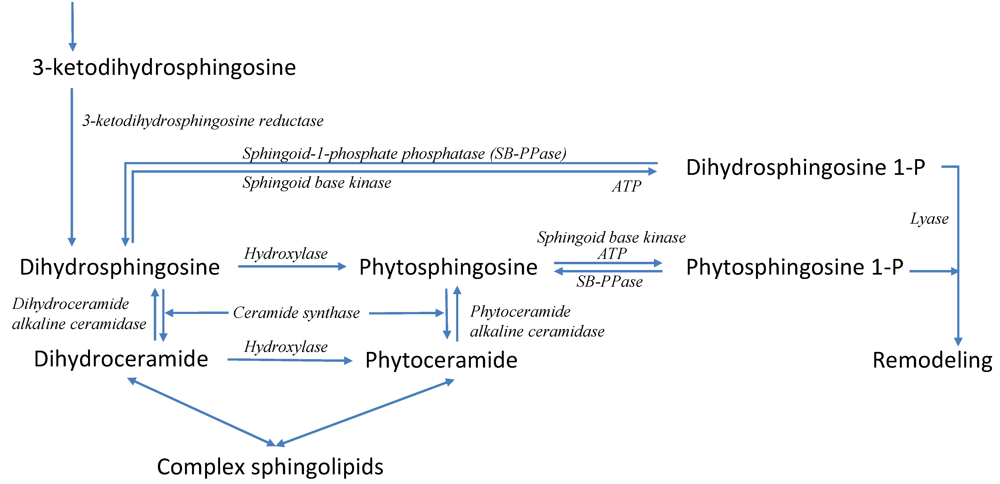 Metabolites 02 00221 g004