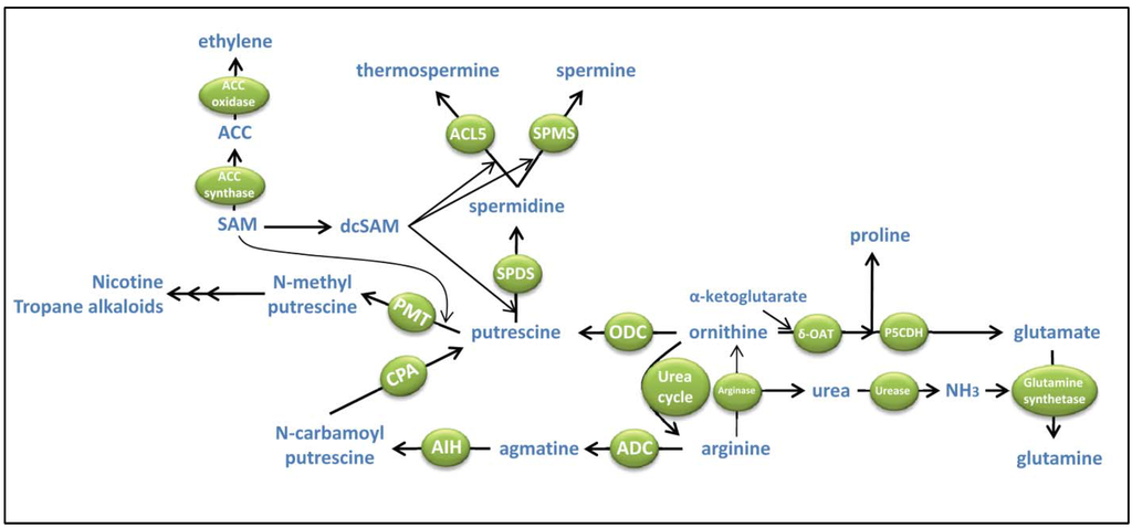 Metabolites 02 00516 g002 1024
