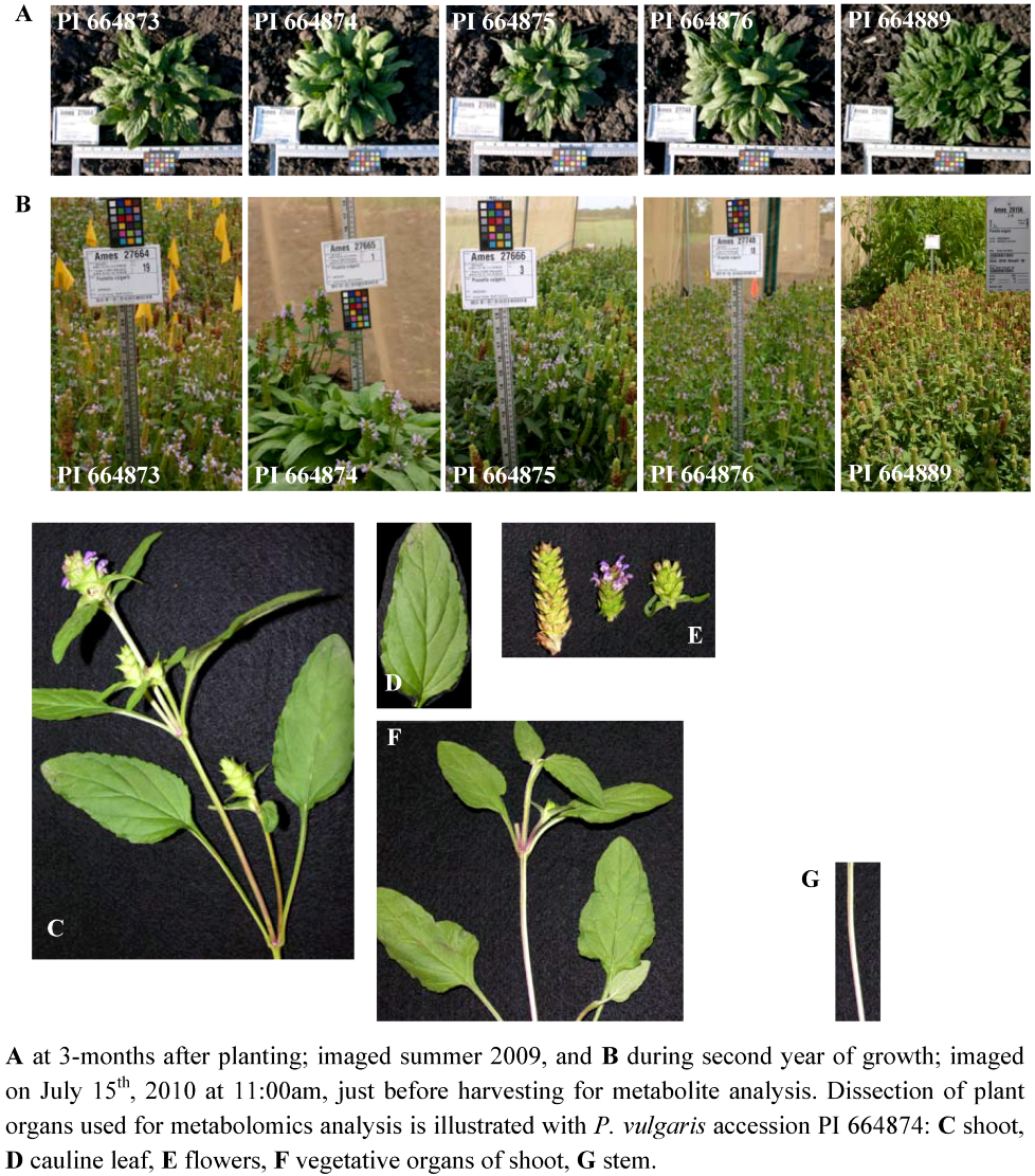 Metabolites 02 01031 g007 1024