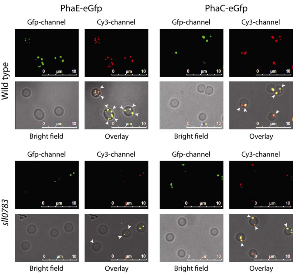 Metabolites 03 00101 g001 1024