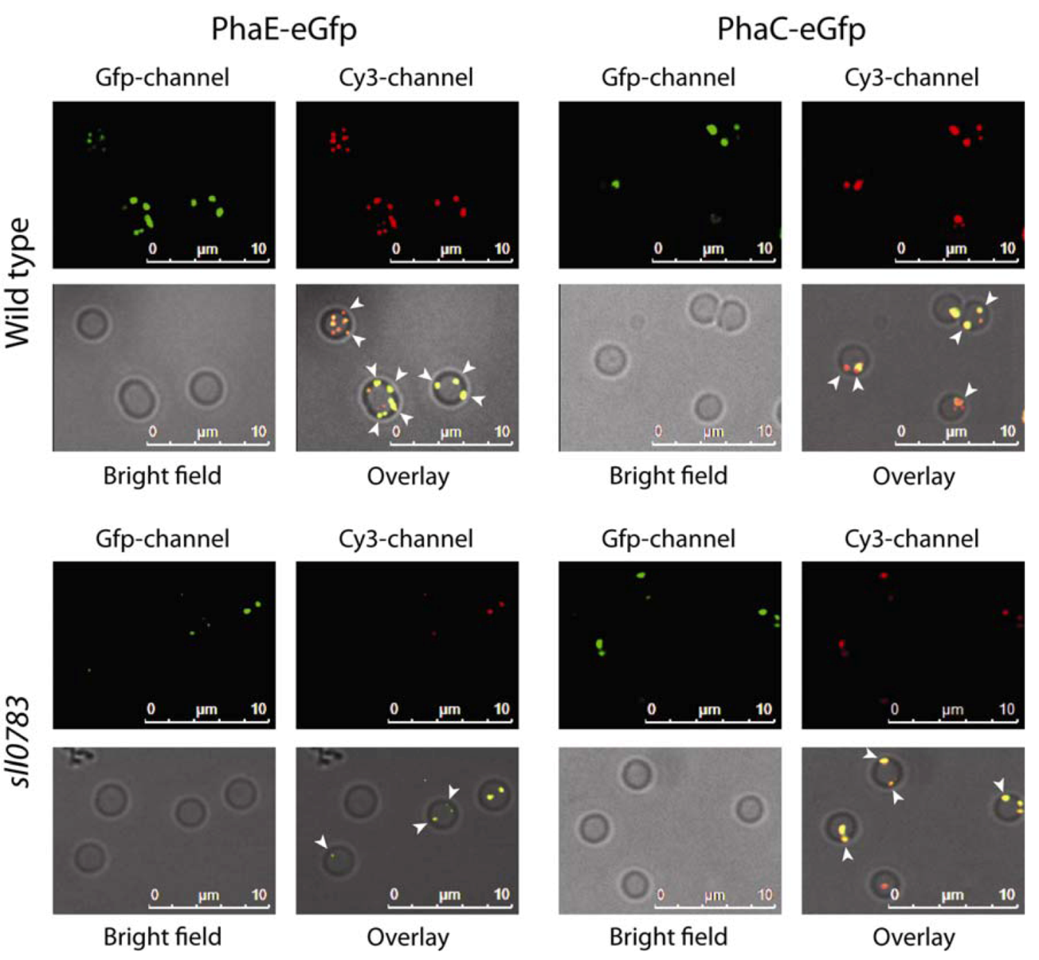 Metabolites 03 00101 g001