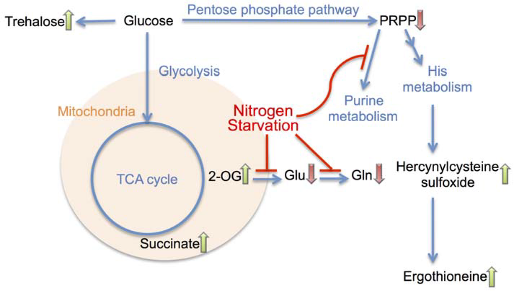 Metabolites 03 01118 g004 1024