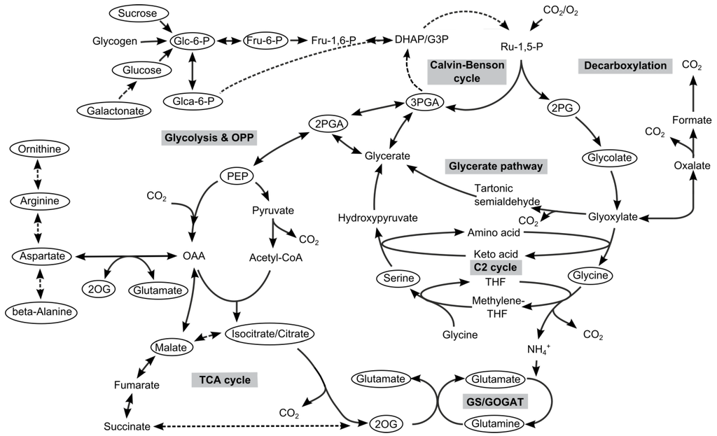 Metabolites 04 00232 g001 1024