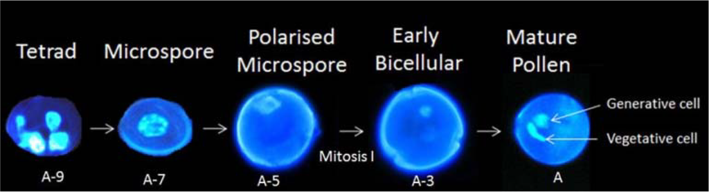Metabolites 04 00889 g003 1024