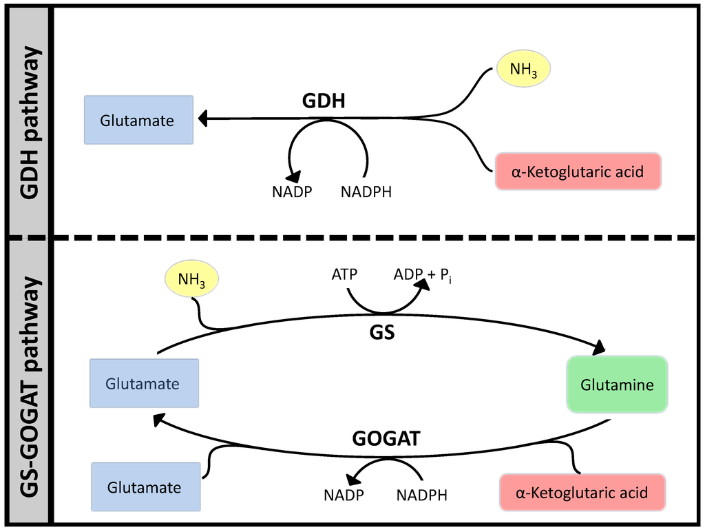 Metabolites 05 00601 g007 1024