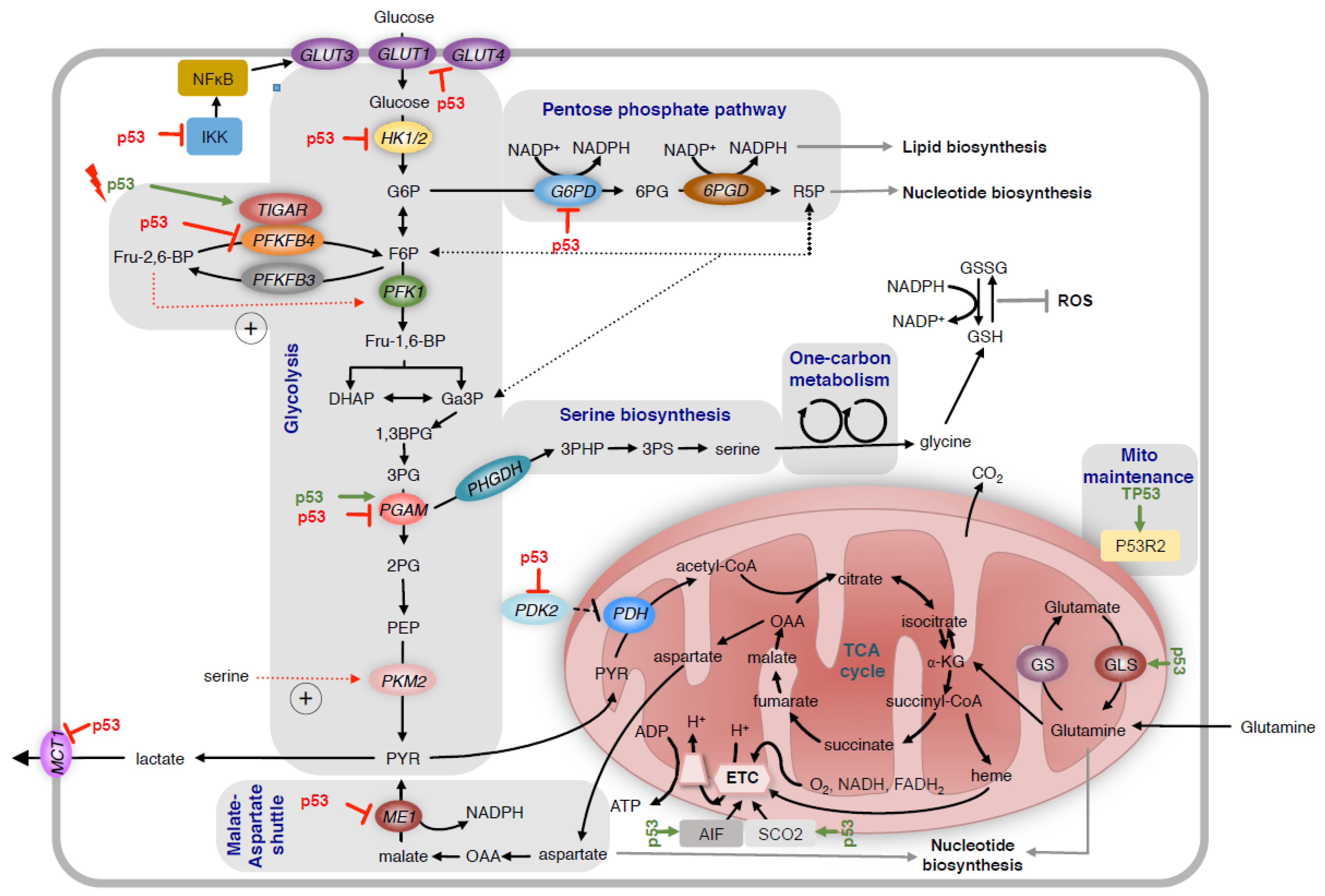 Metabolites 07 00021 g001