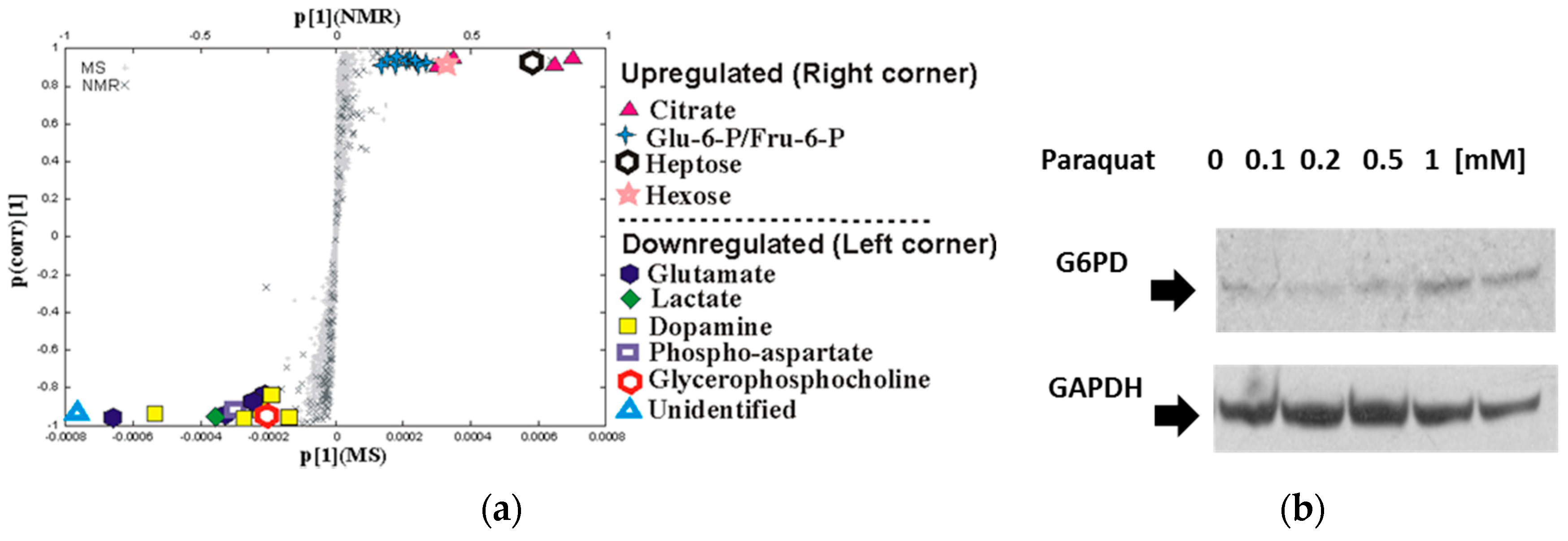 Metabolites 07 00022 g006