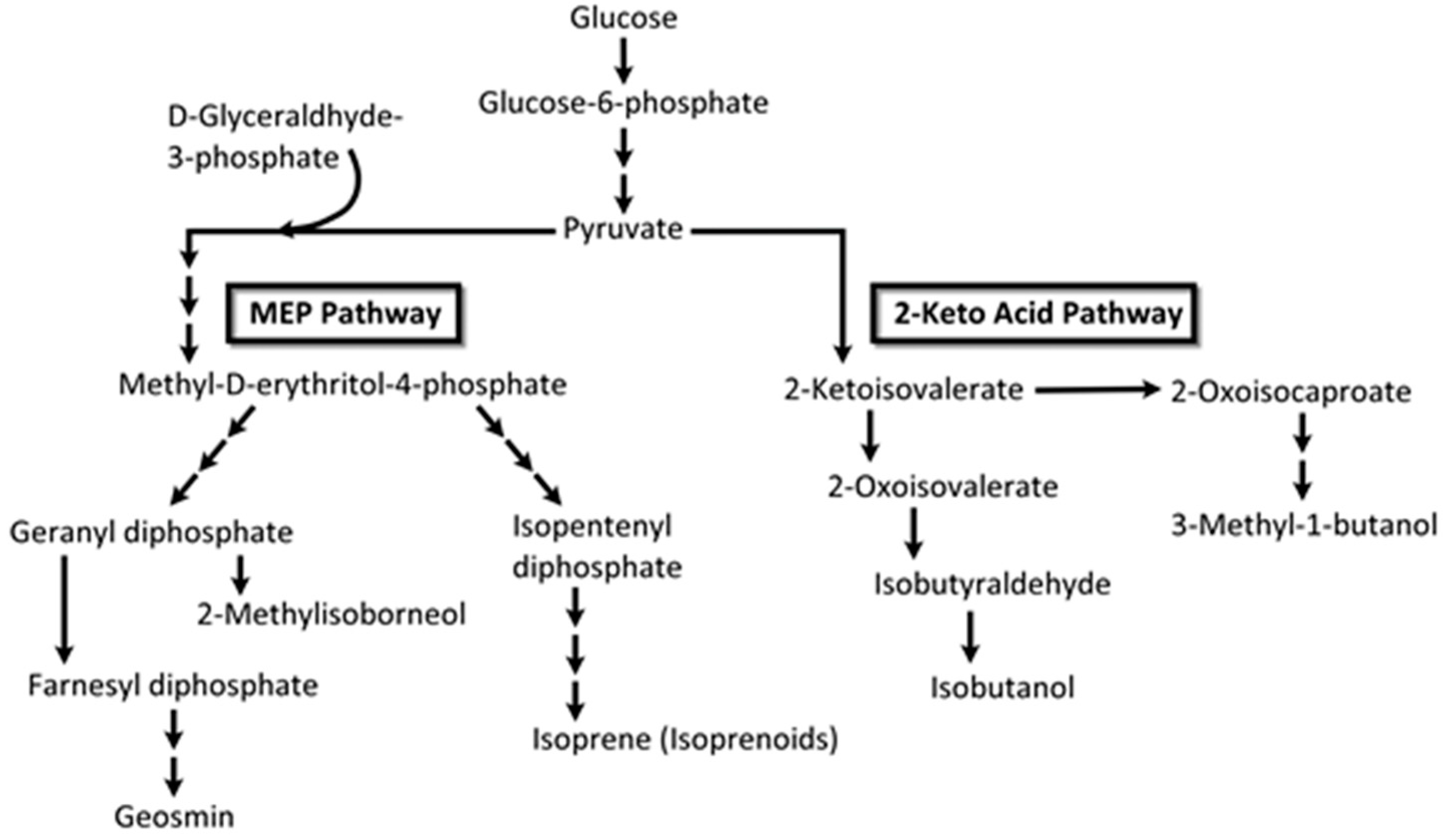 Metabolites 07 00039 g010
