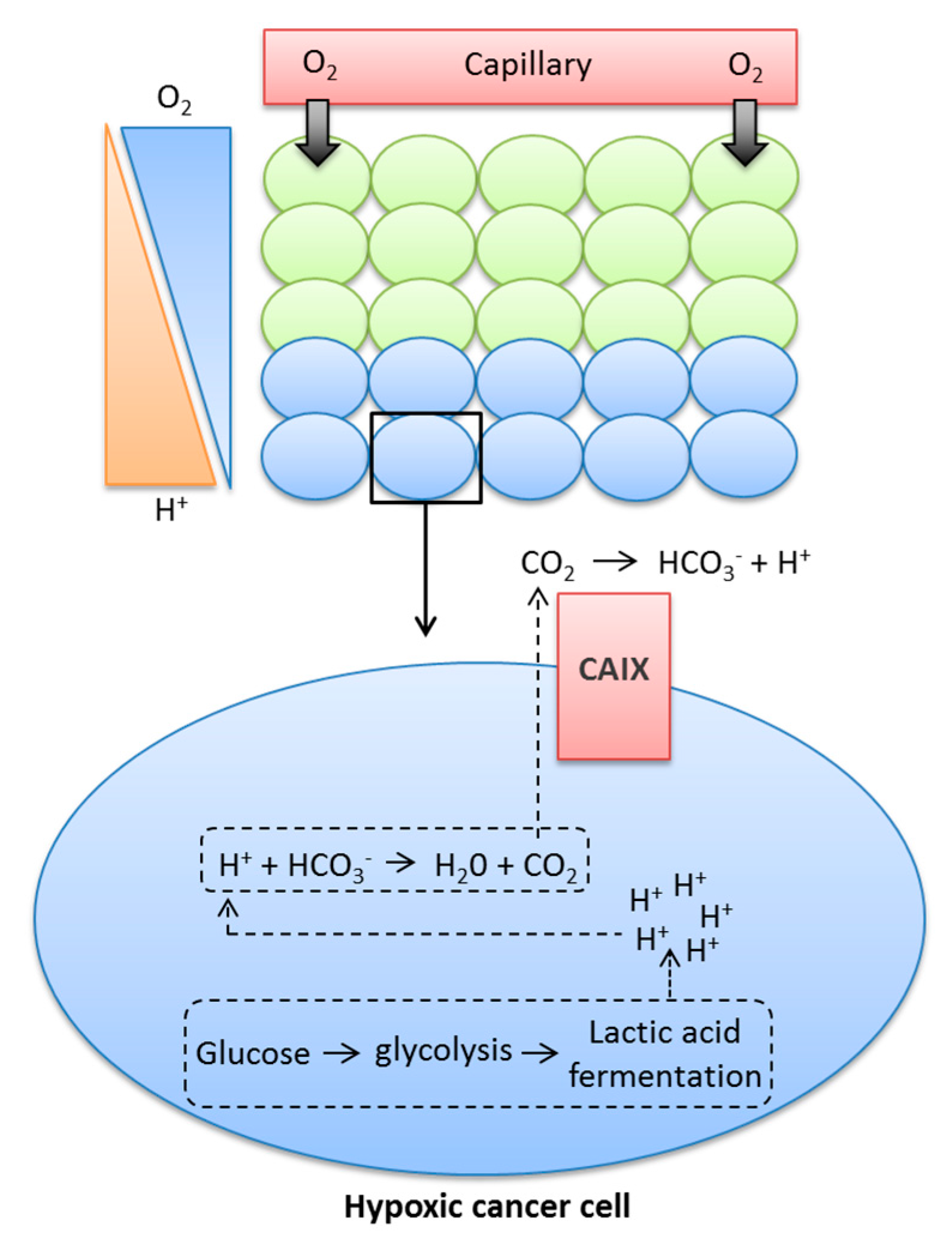 Metabolites 08 00013 g001