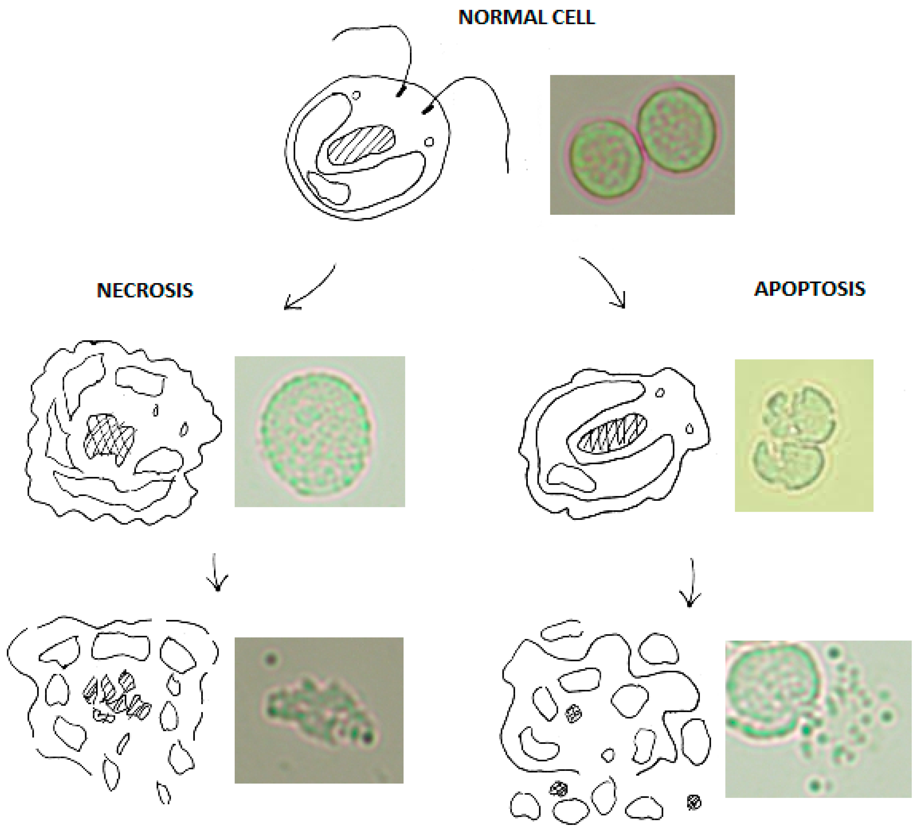 Metabolites 08 00065 g001