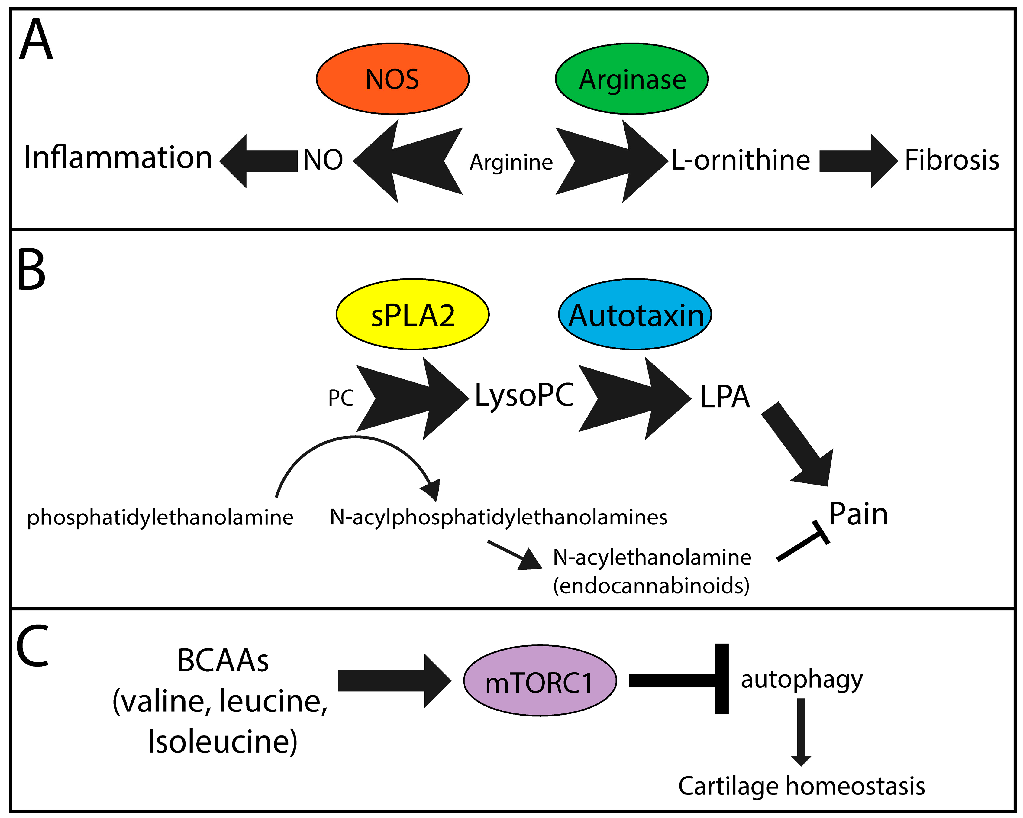 Metabolites 08 00092 g001