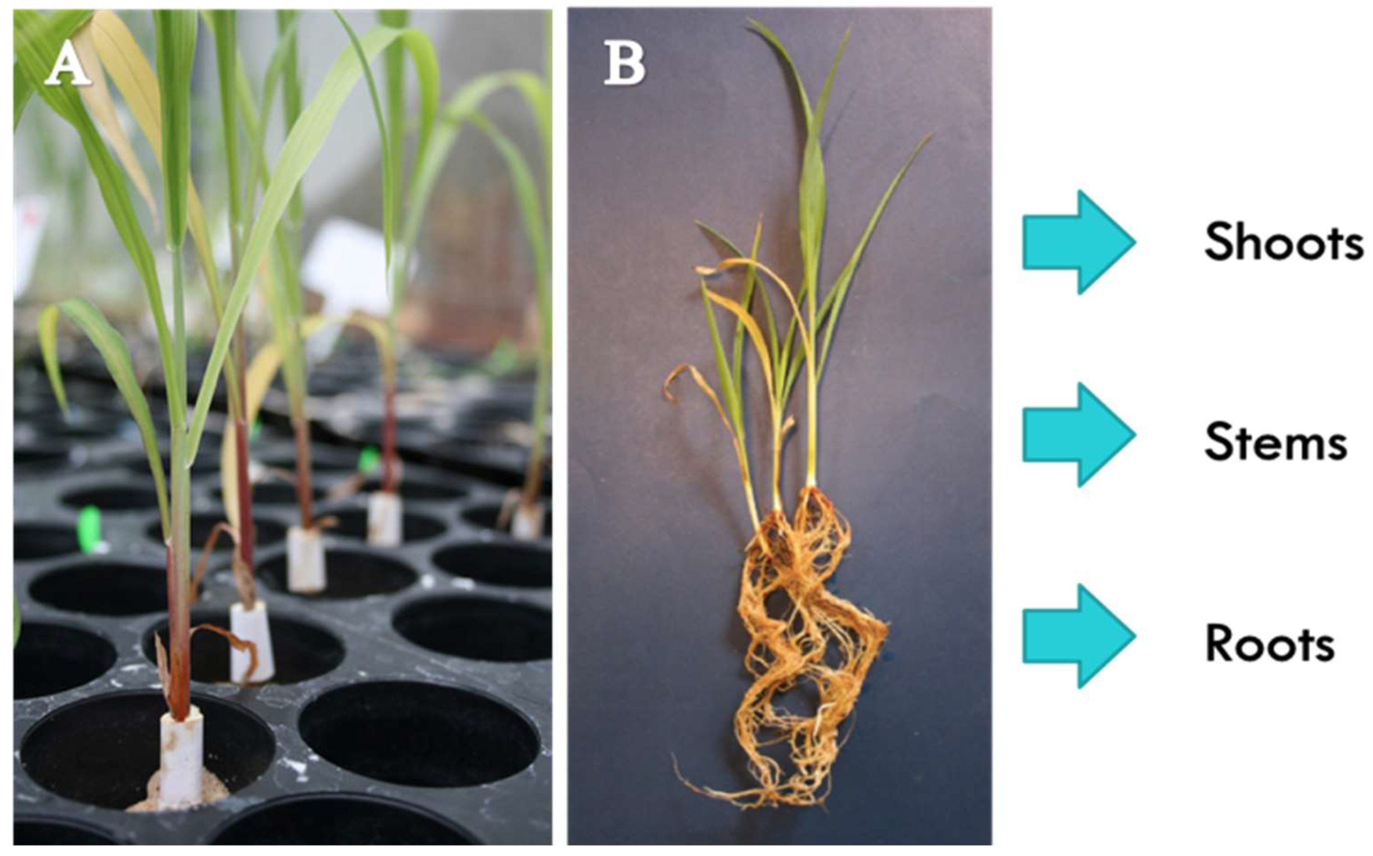 Metabolites 09 00150 g006