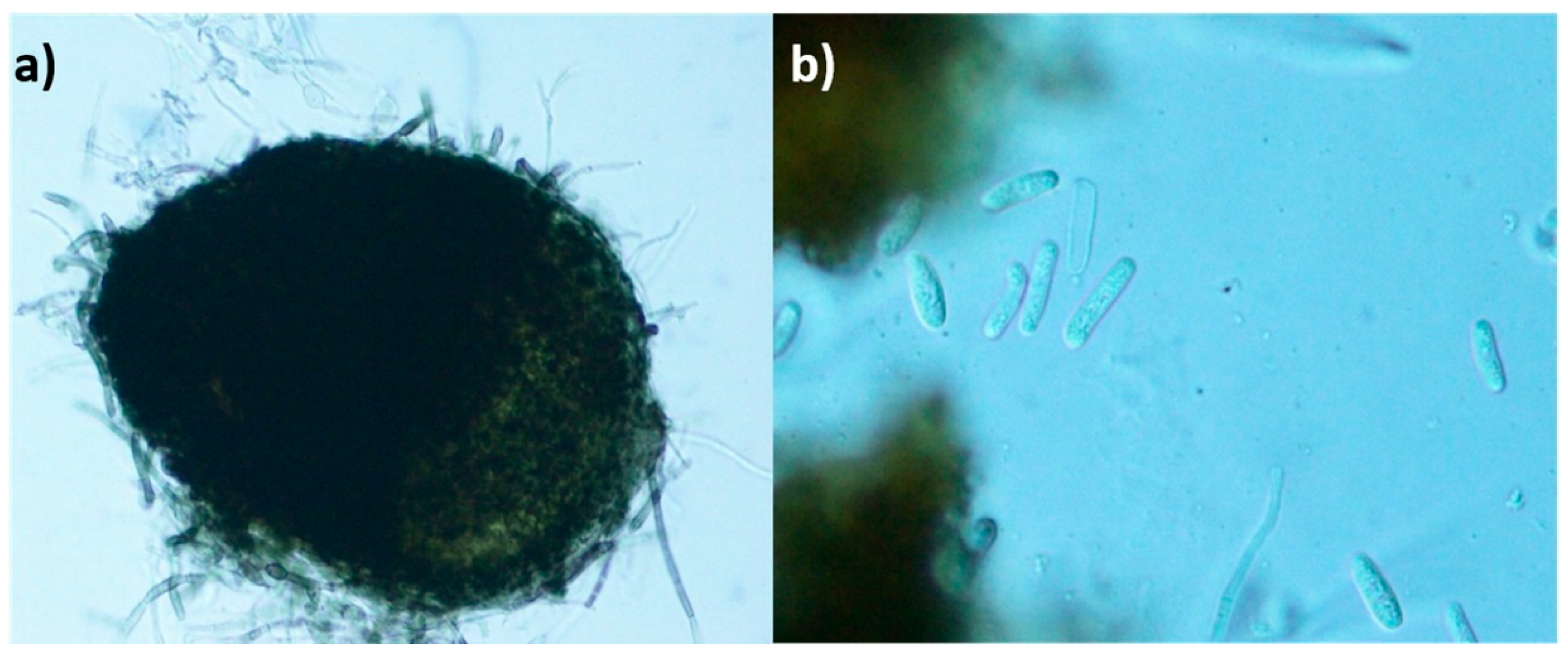 Metabolites 09 00197 g001