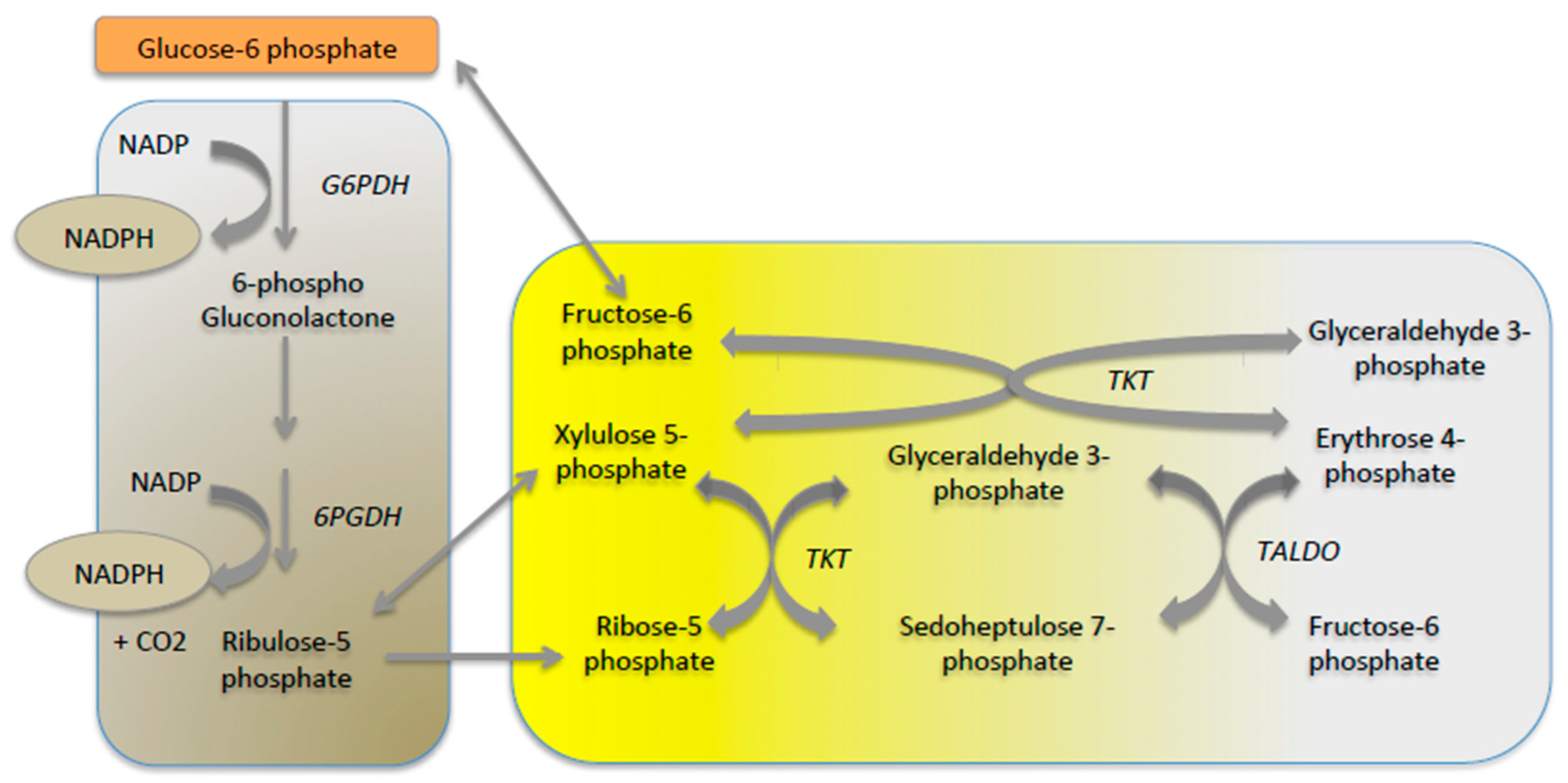 Metabolites 09 00282 g004