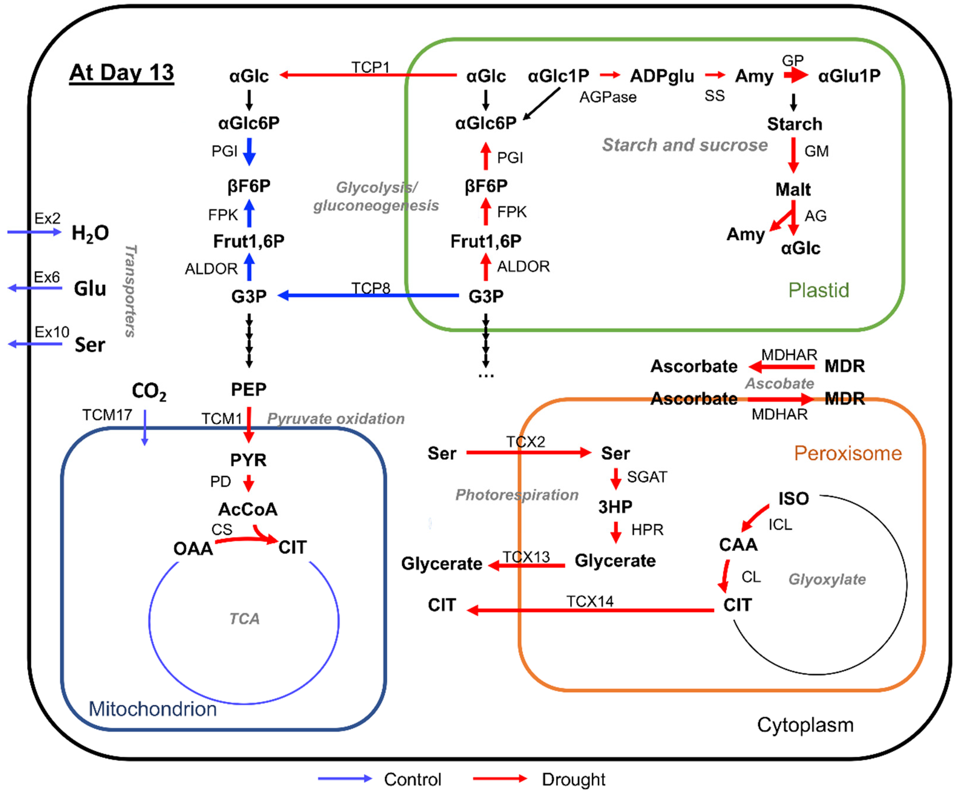 Metabolites 10 00159 g008