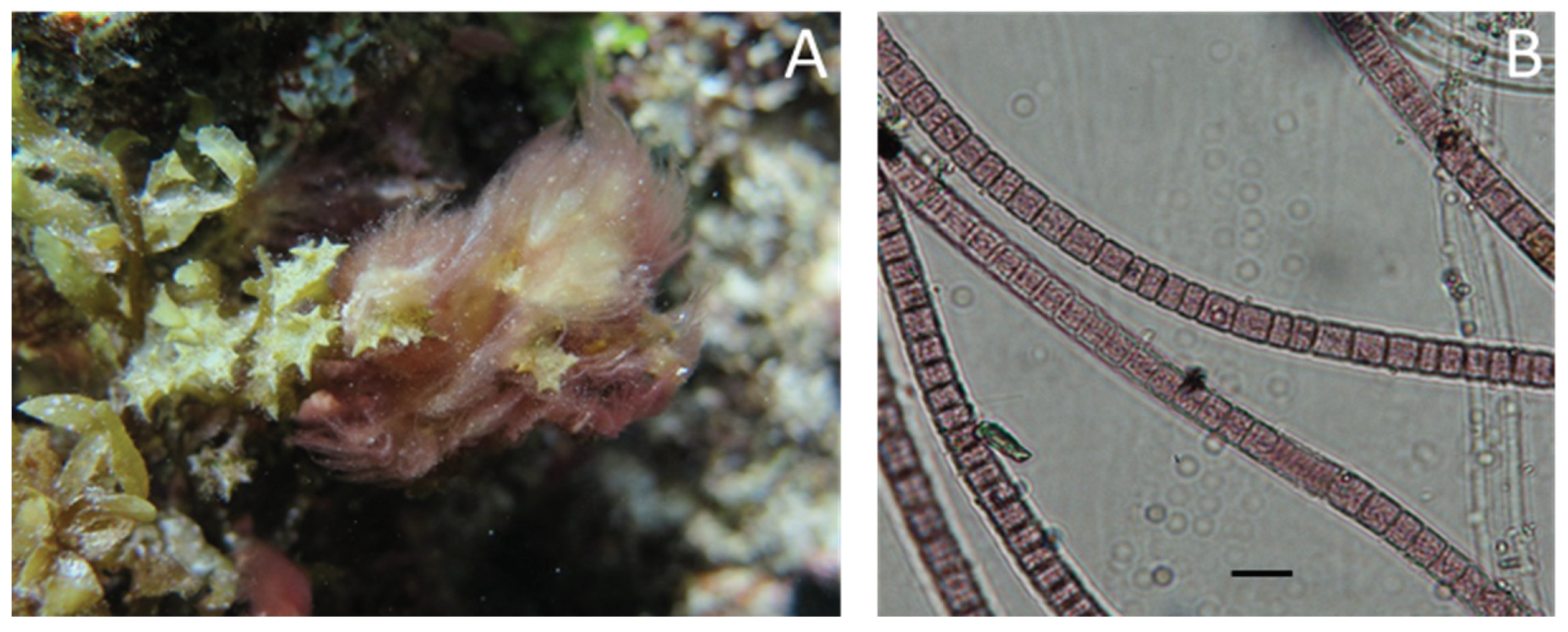 Metabolites 10 00215 g007