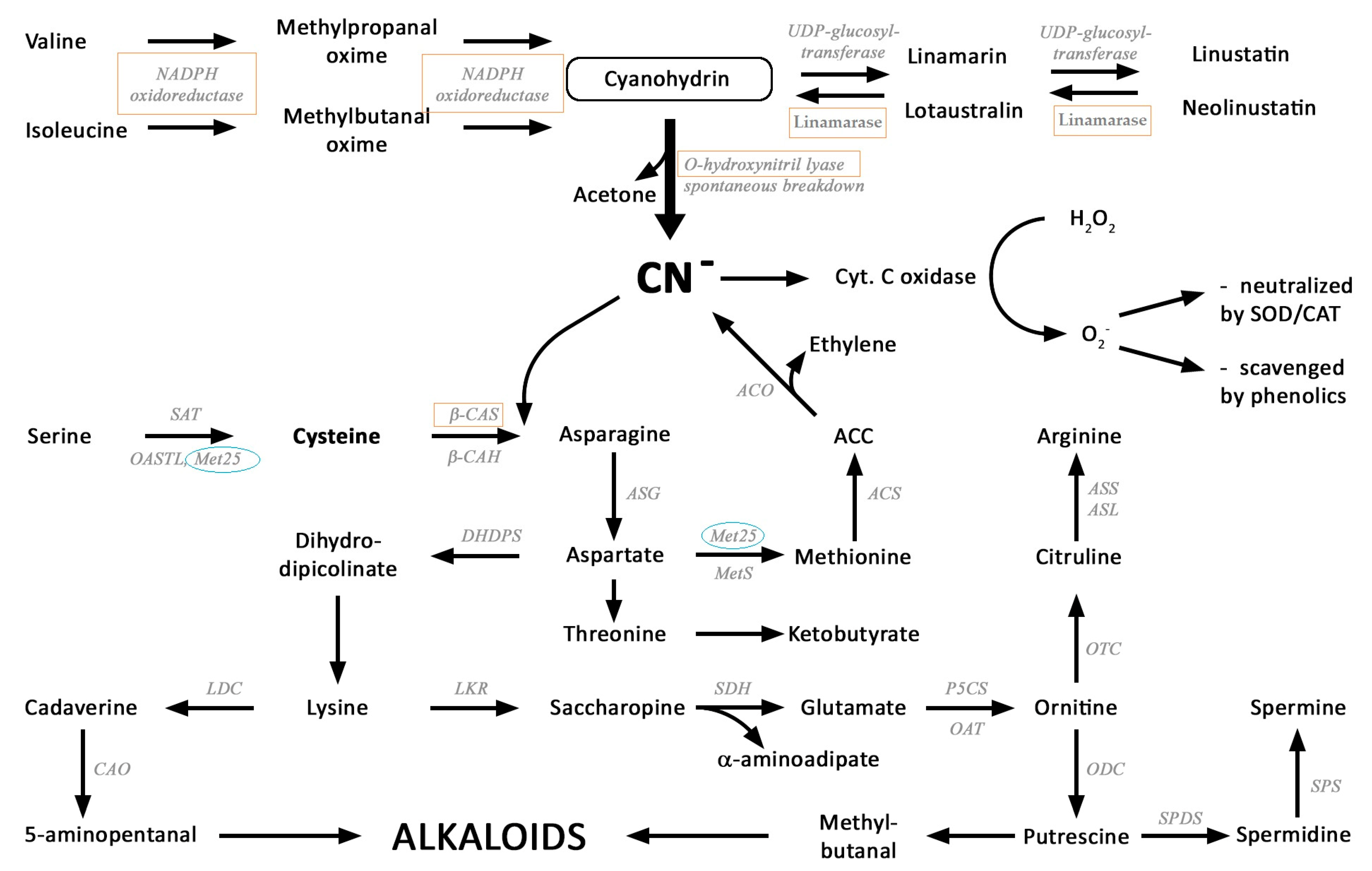 Metabolites 10 00288 g001