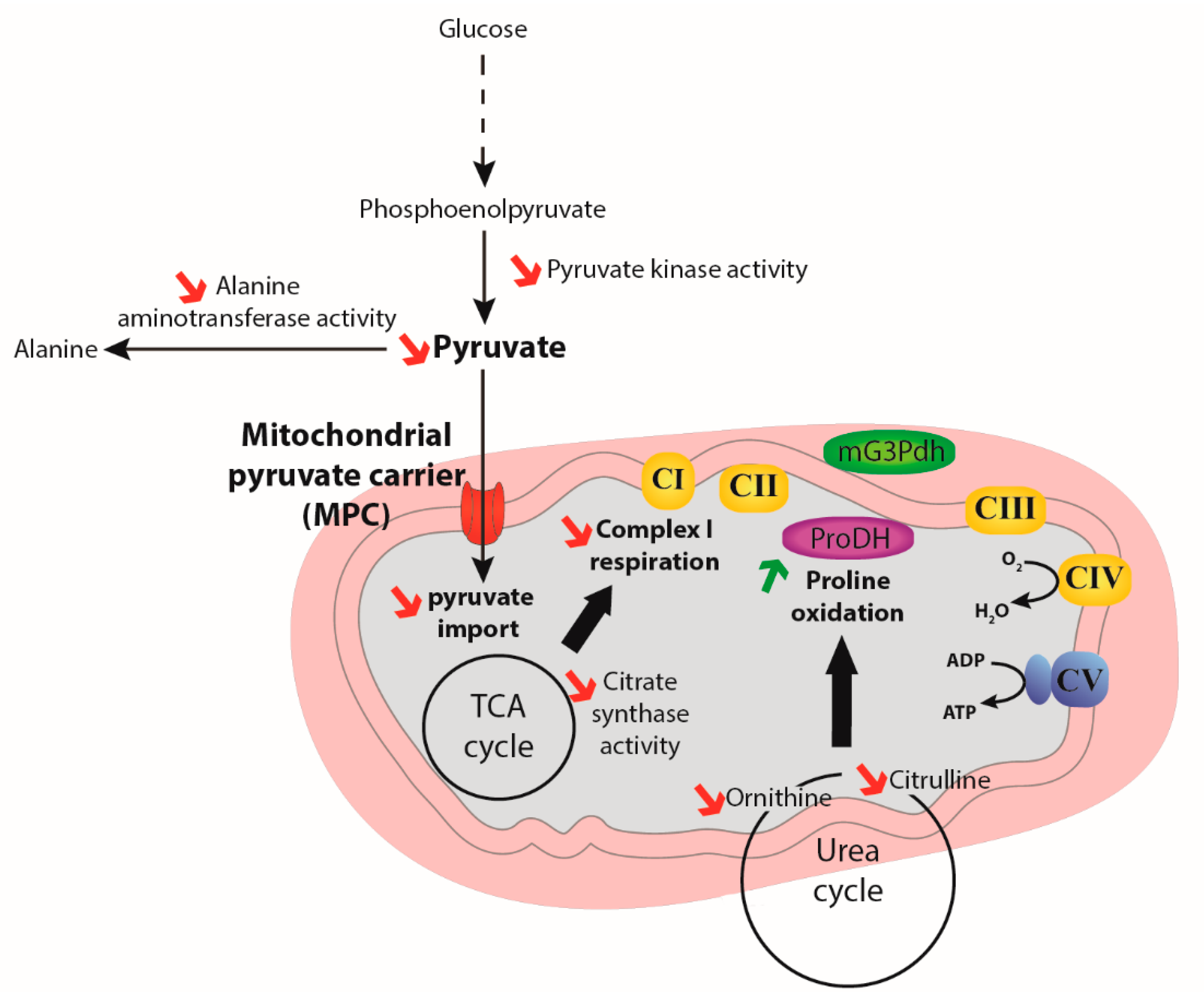 Metabolites 10 00363 g006