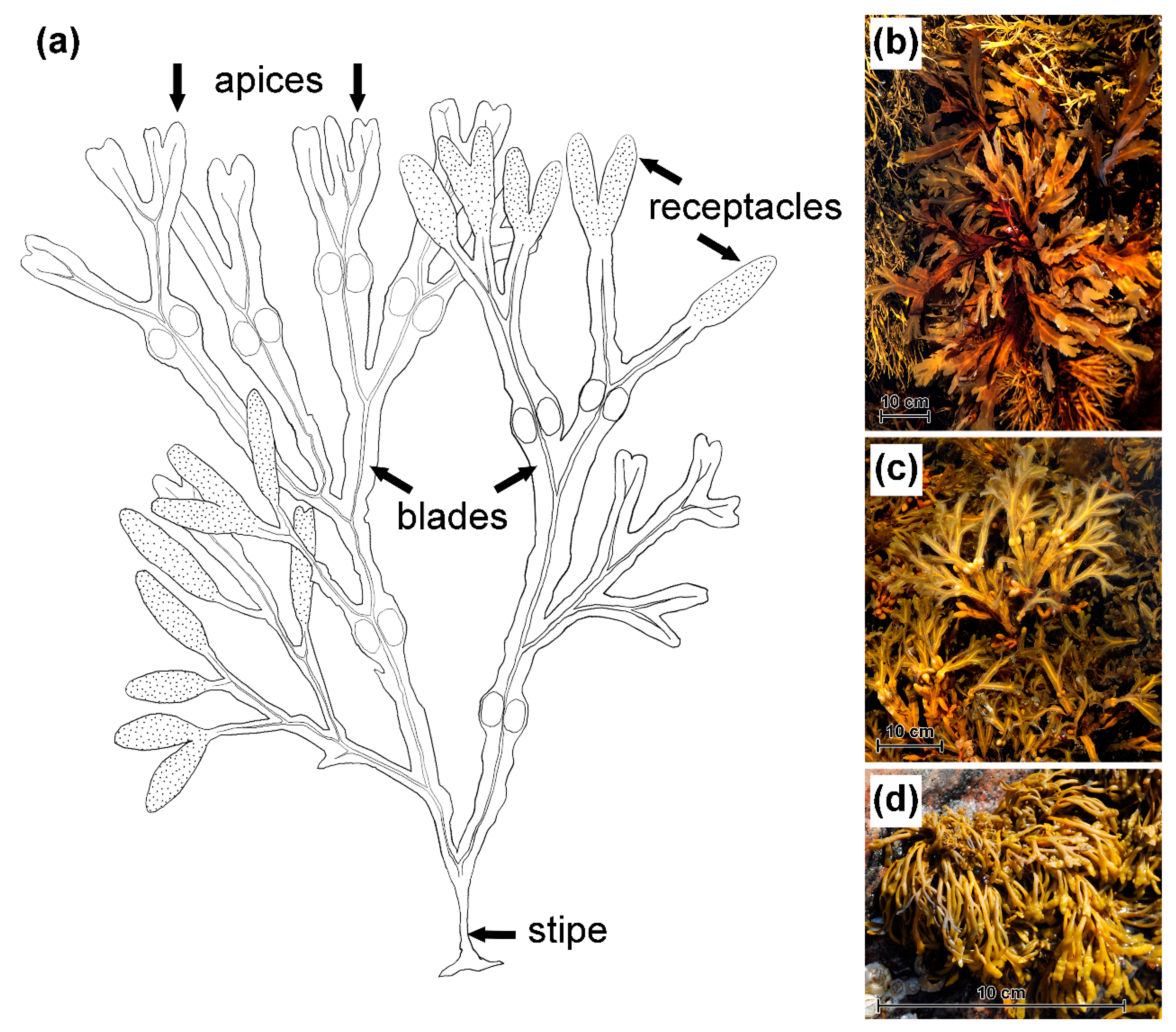 Metabolites 10 00369 g008