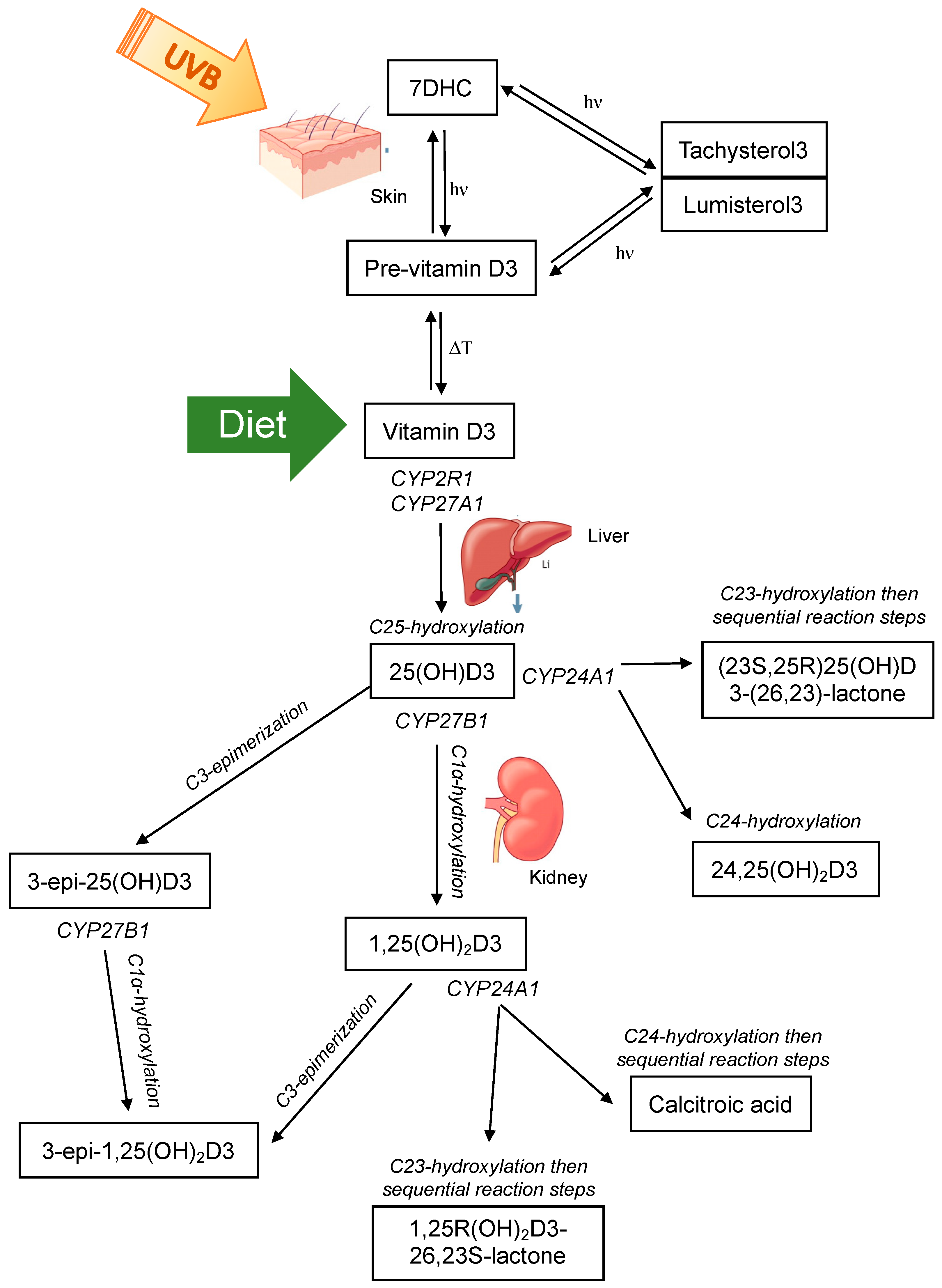 Metabolites 10 00371 g001 Metabolites 10 00371 g001