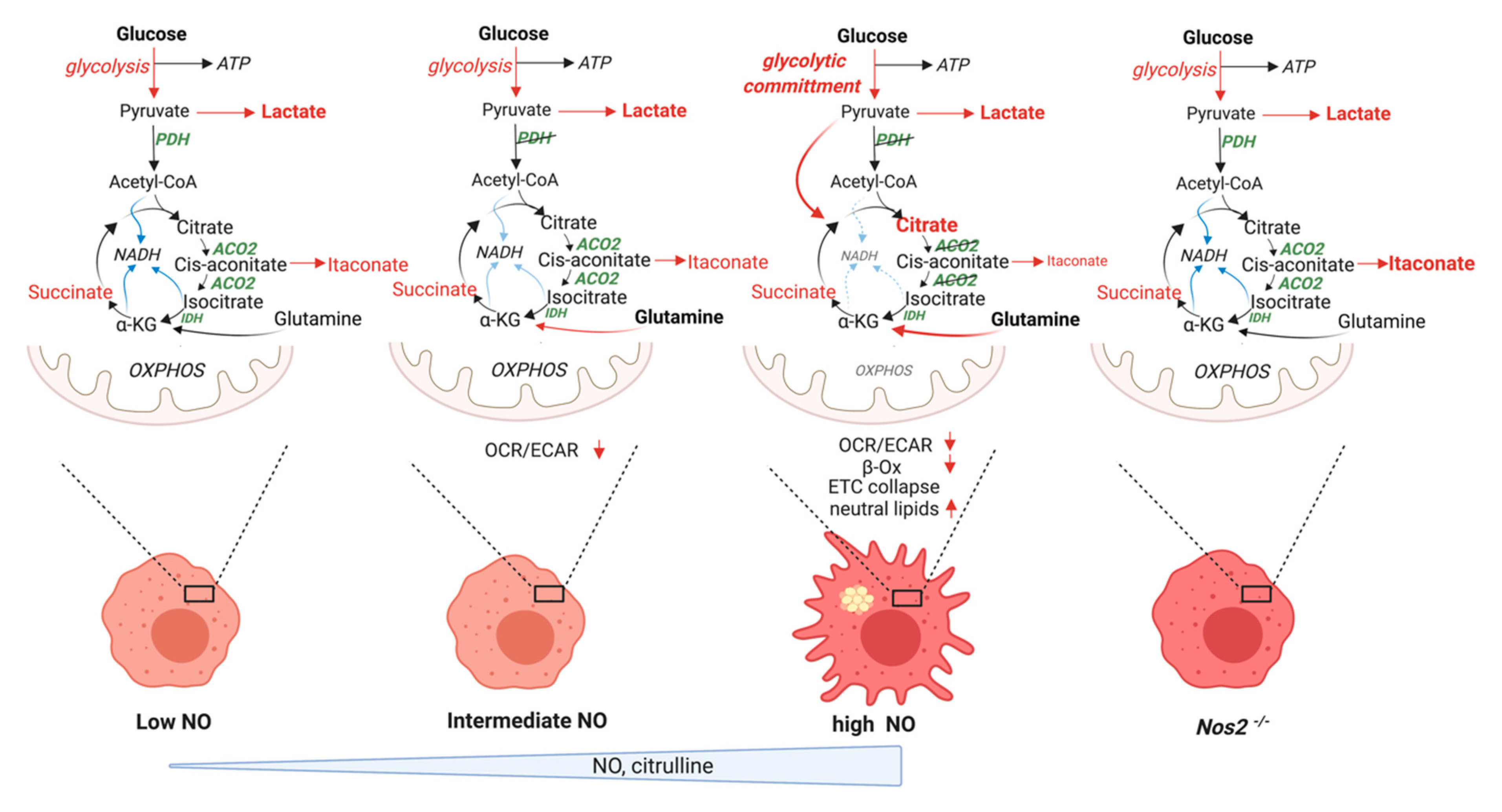 Metabolites 10 00429 g004