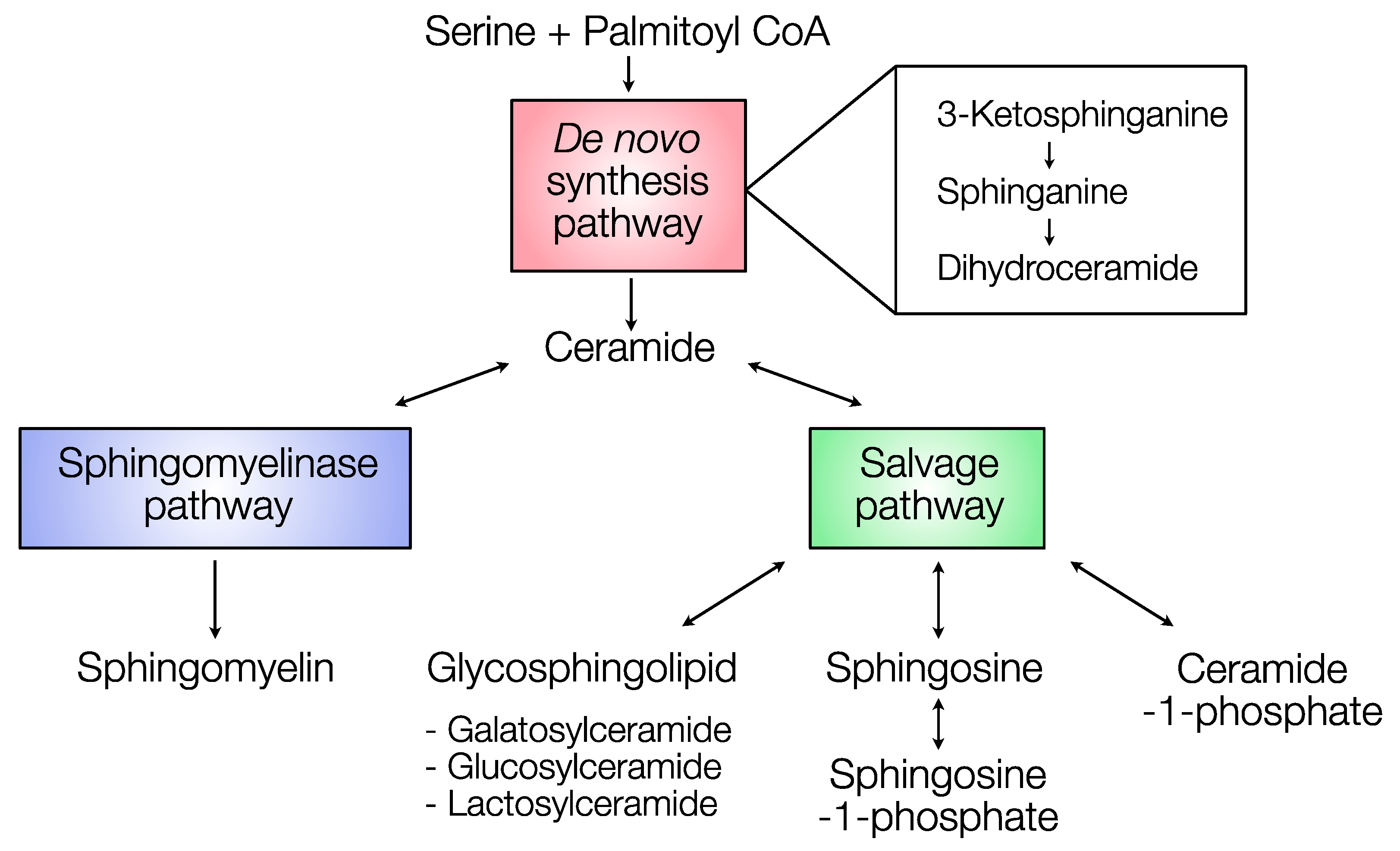 Metabolites 10 00473 g001
