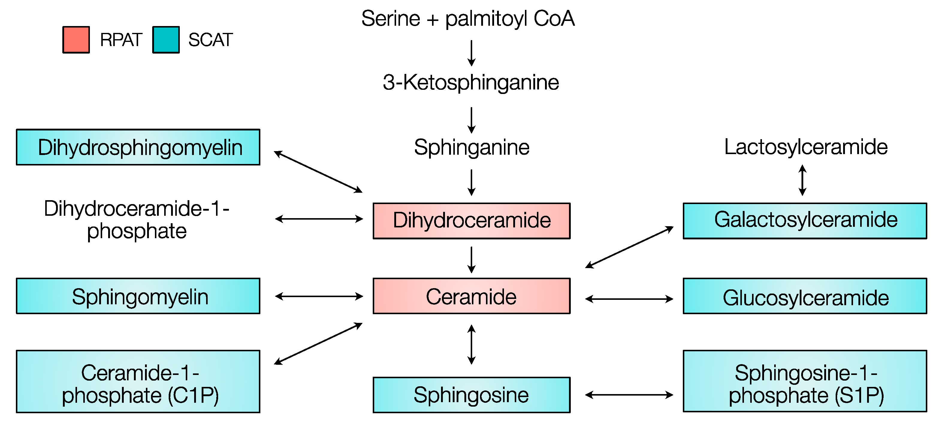 Metabolites 10 00473 g007