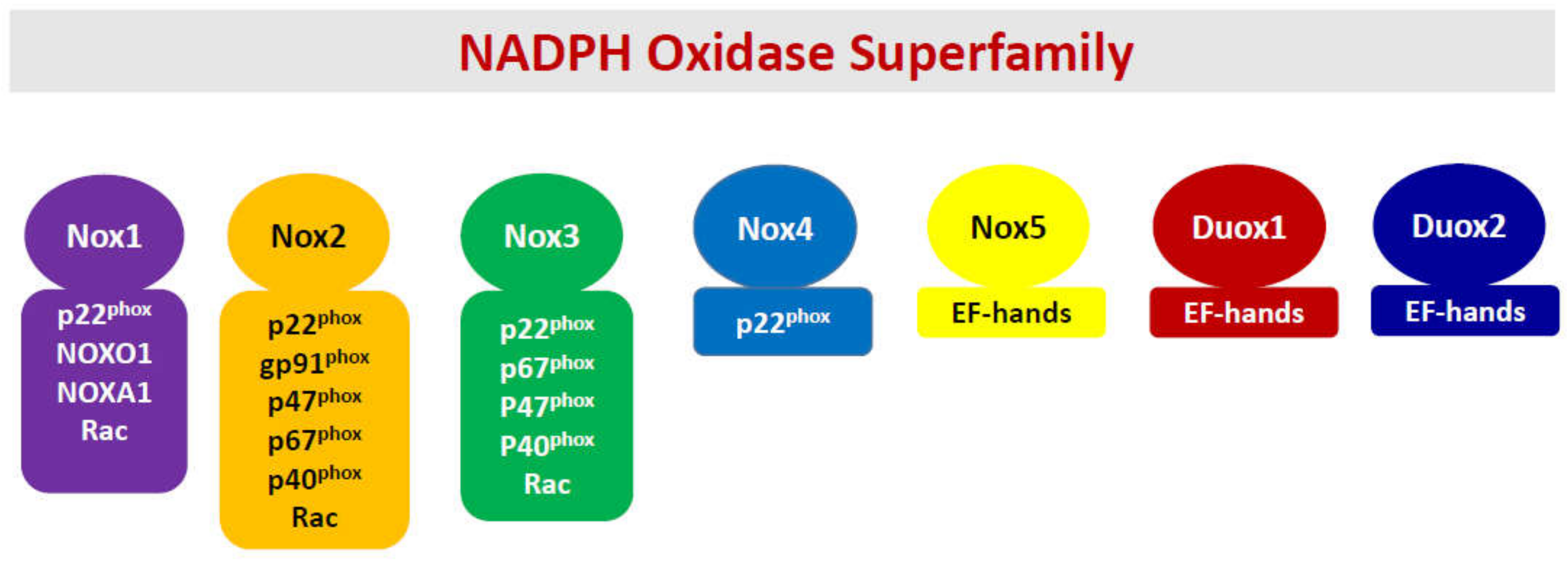 Metabolites 10 00480 g001