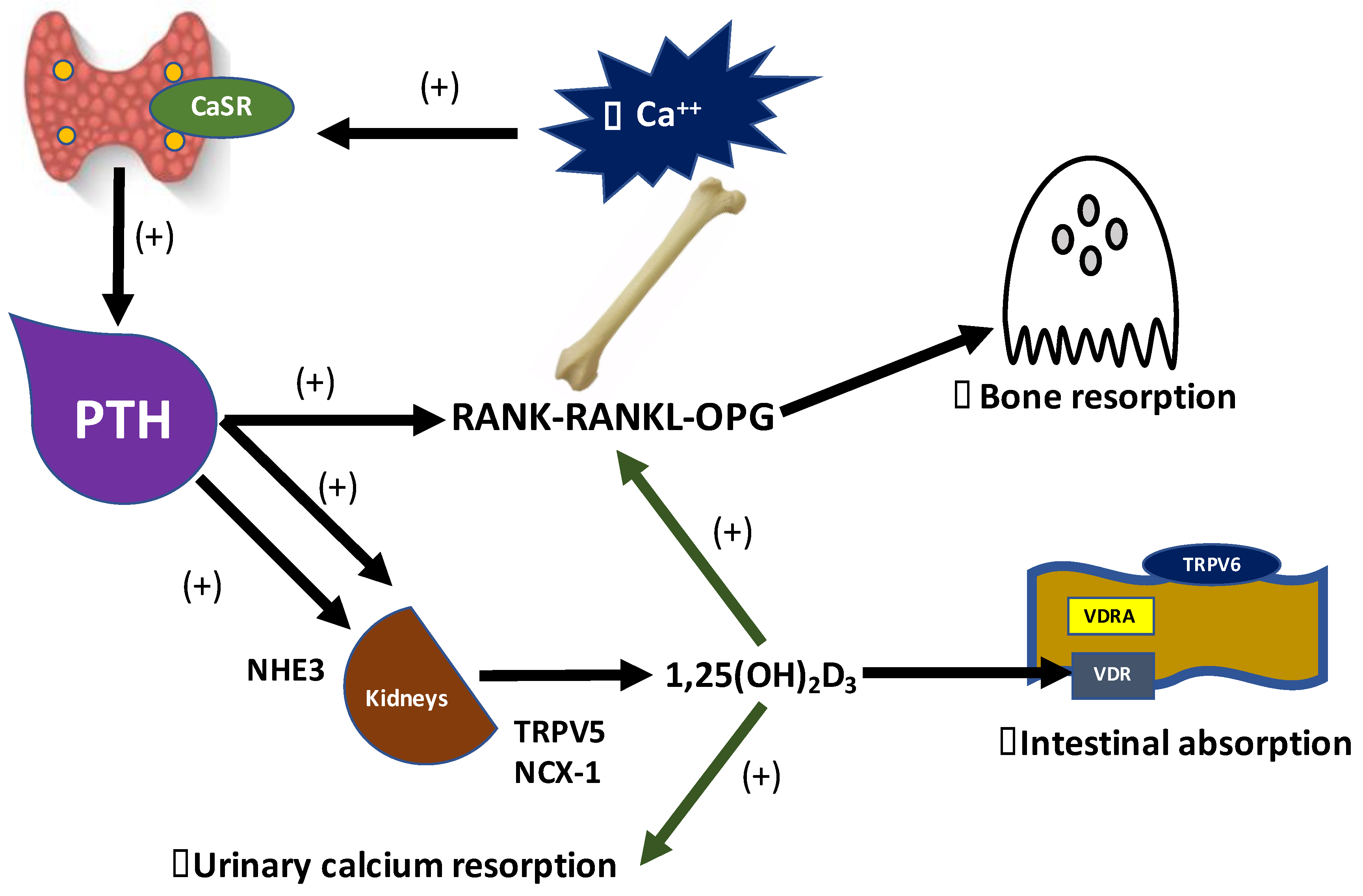 Metabolites 10 00499 g001 Metabolites 10 00499 g001